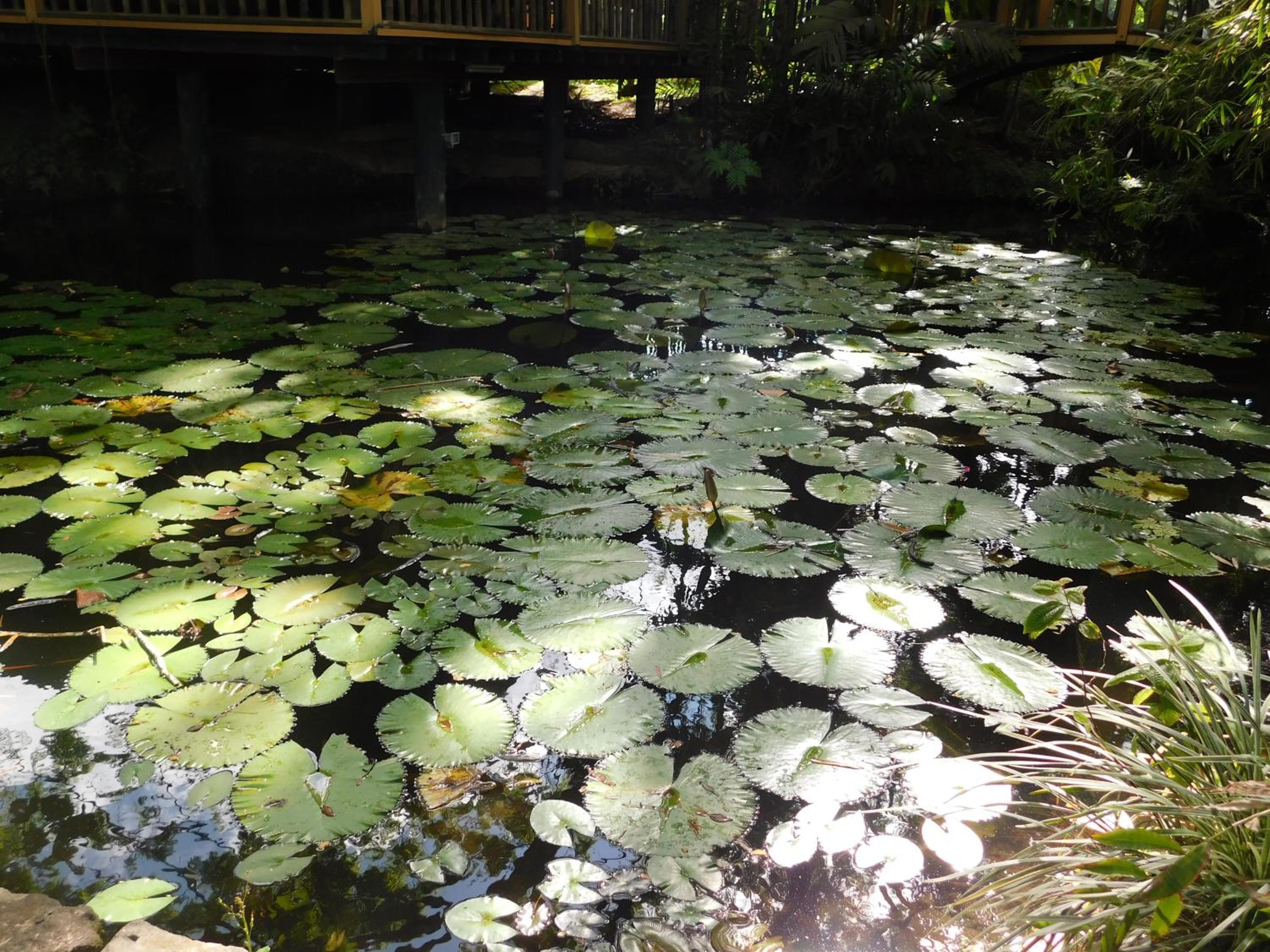 Rainforest Eco Lodge