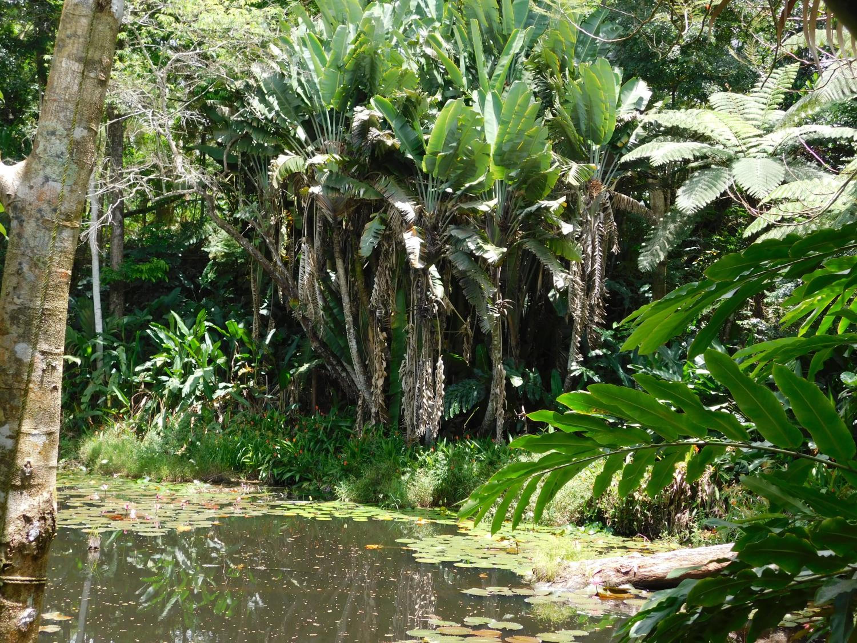 Rainforest Eco Lodge