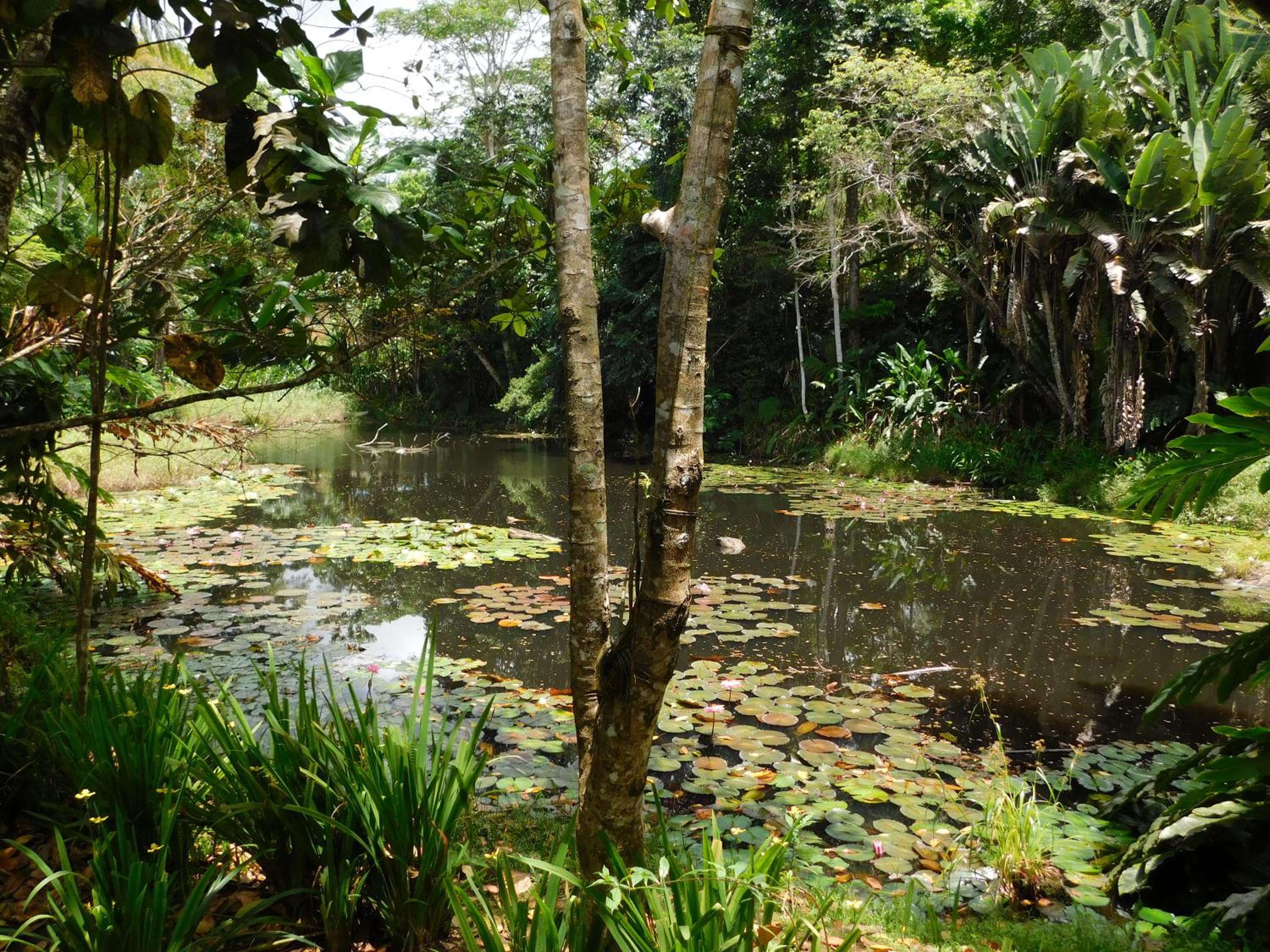 Rainforest Eco Lodge