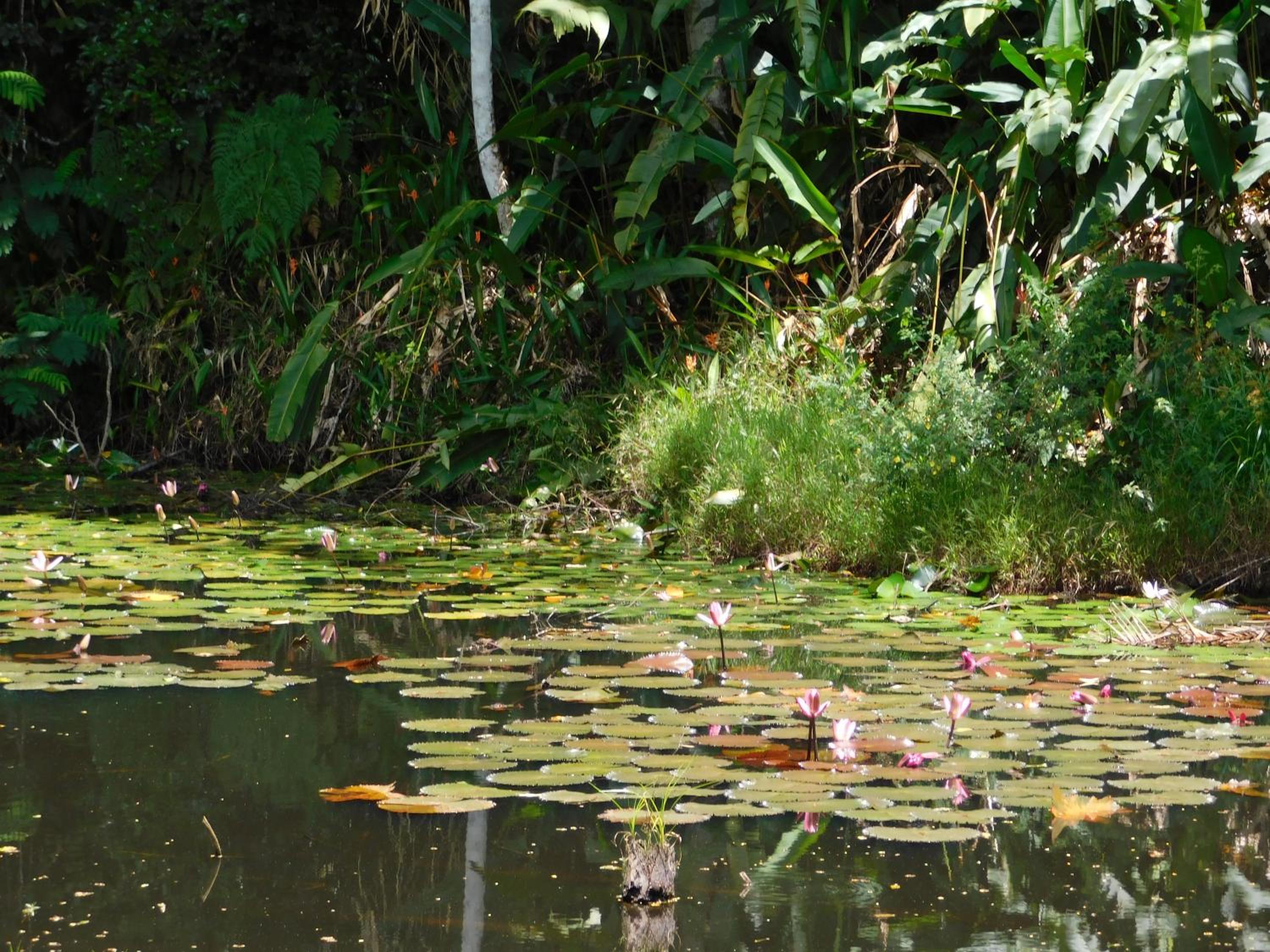 Rainforest Eco Lodge