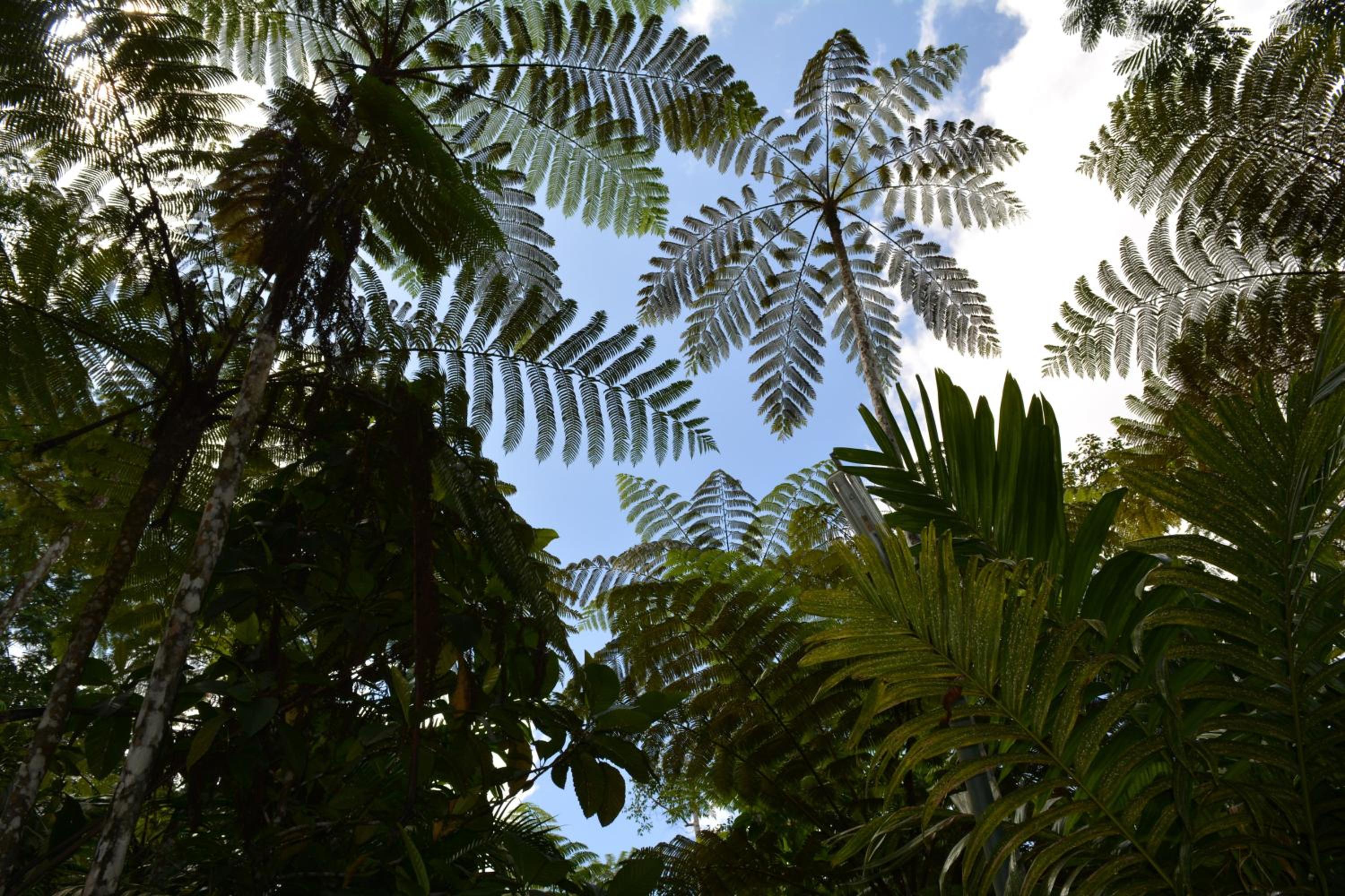 Rainforest Eco Lodge