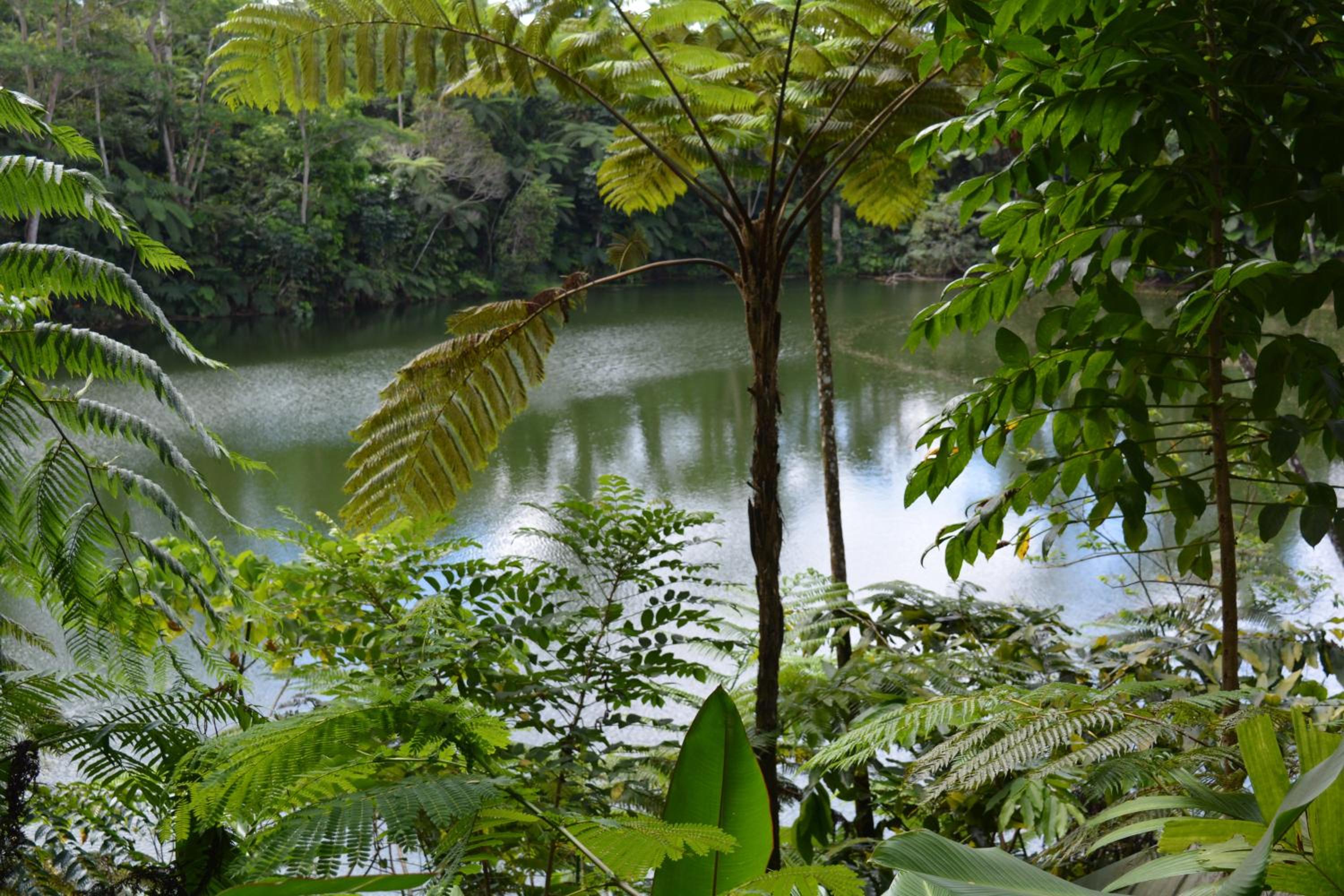 Rainforest Eco Lodge