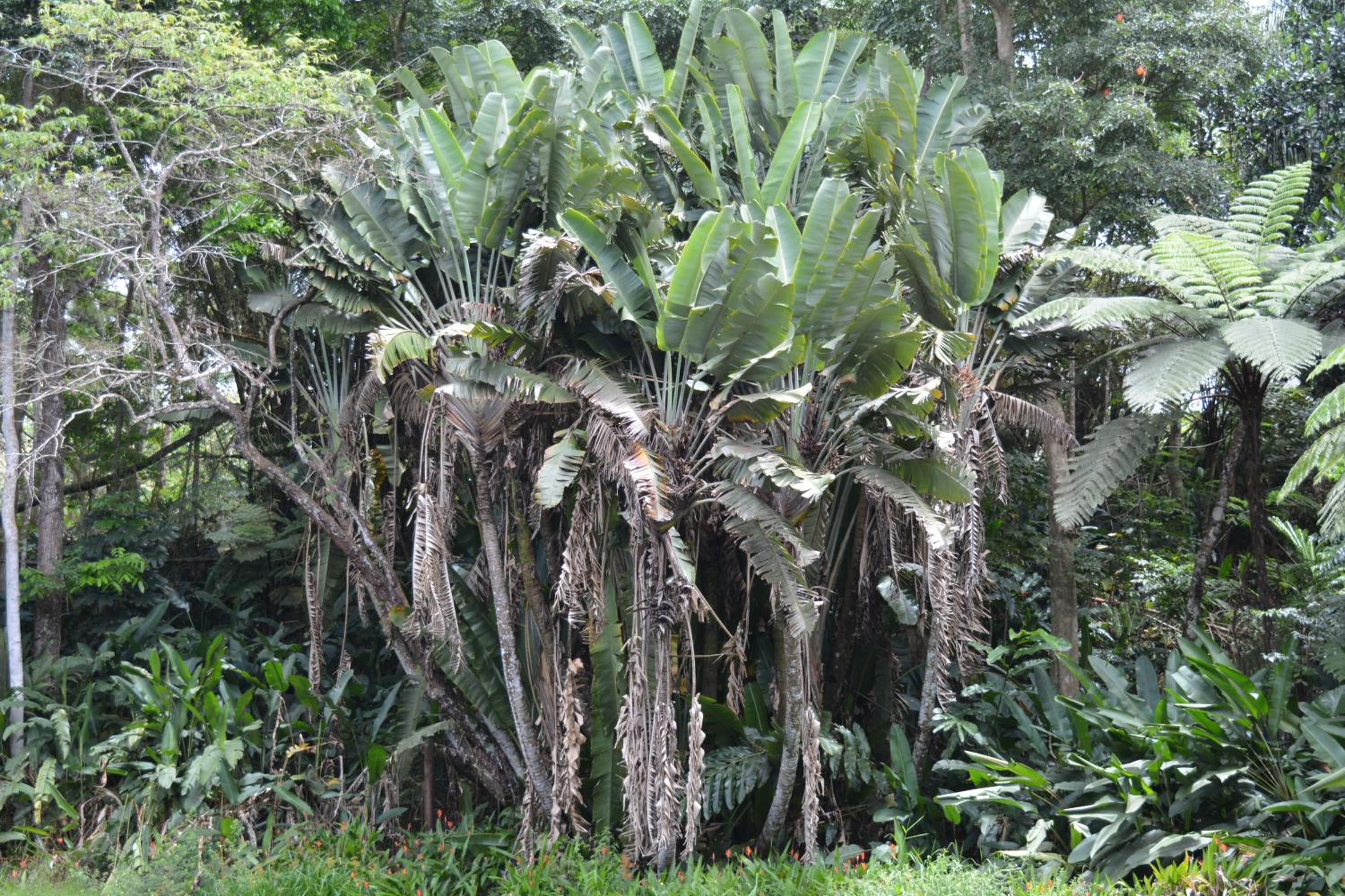 Rainforest Eco Lodge