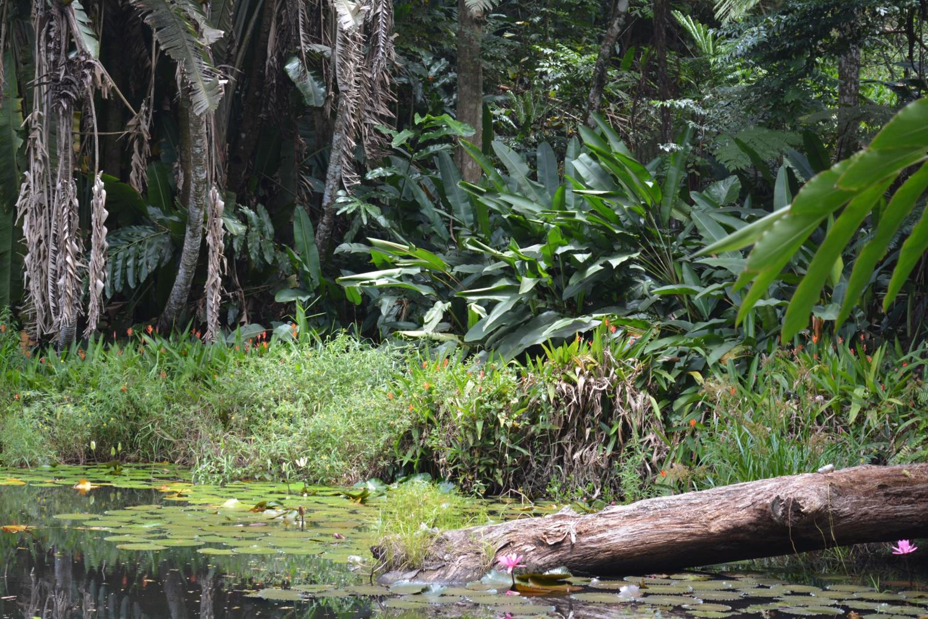 Rainforest Eco Lodge