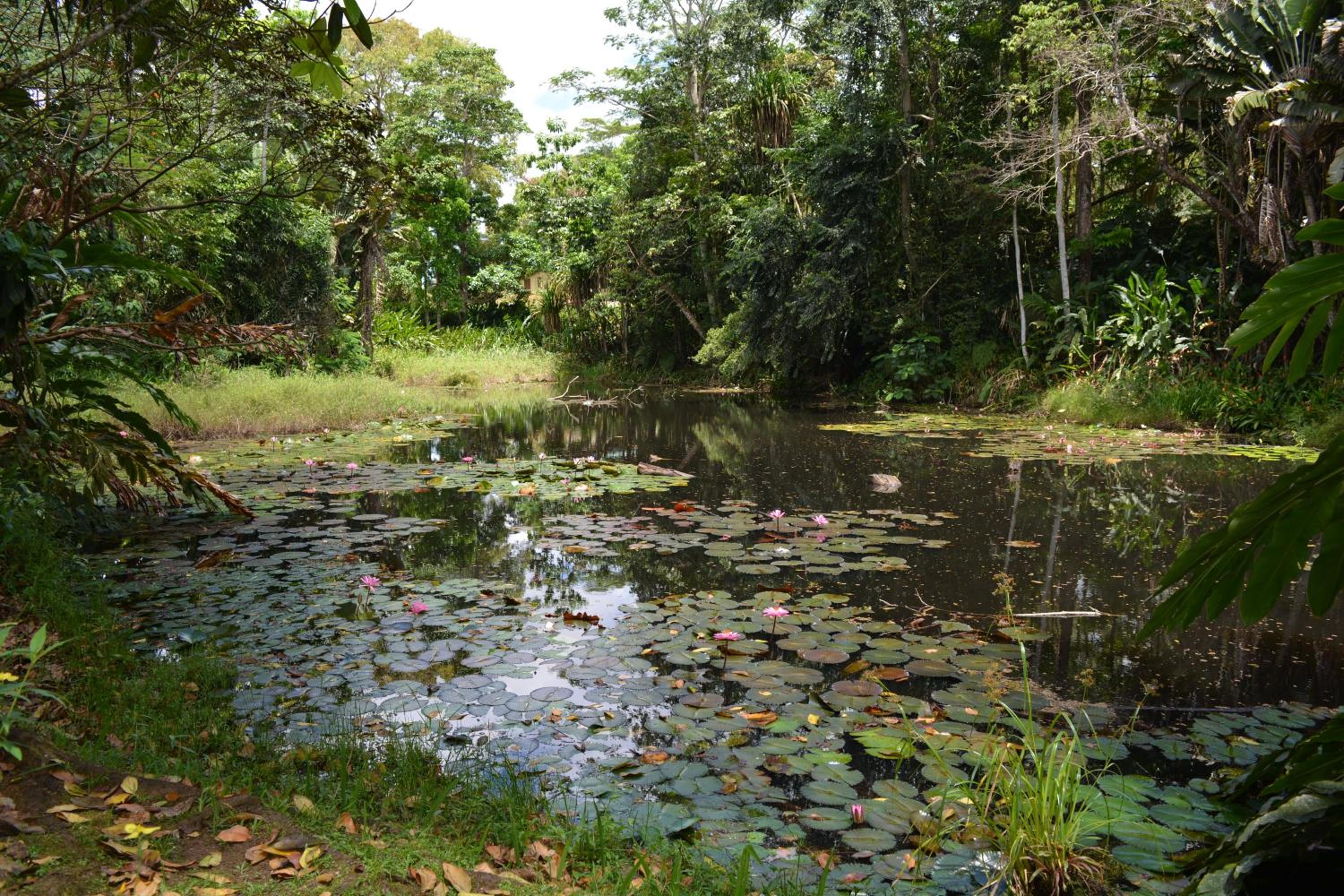 Rainforest Eco Lodge