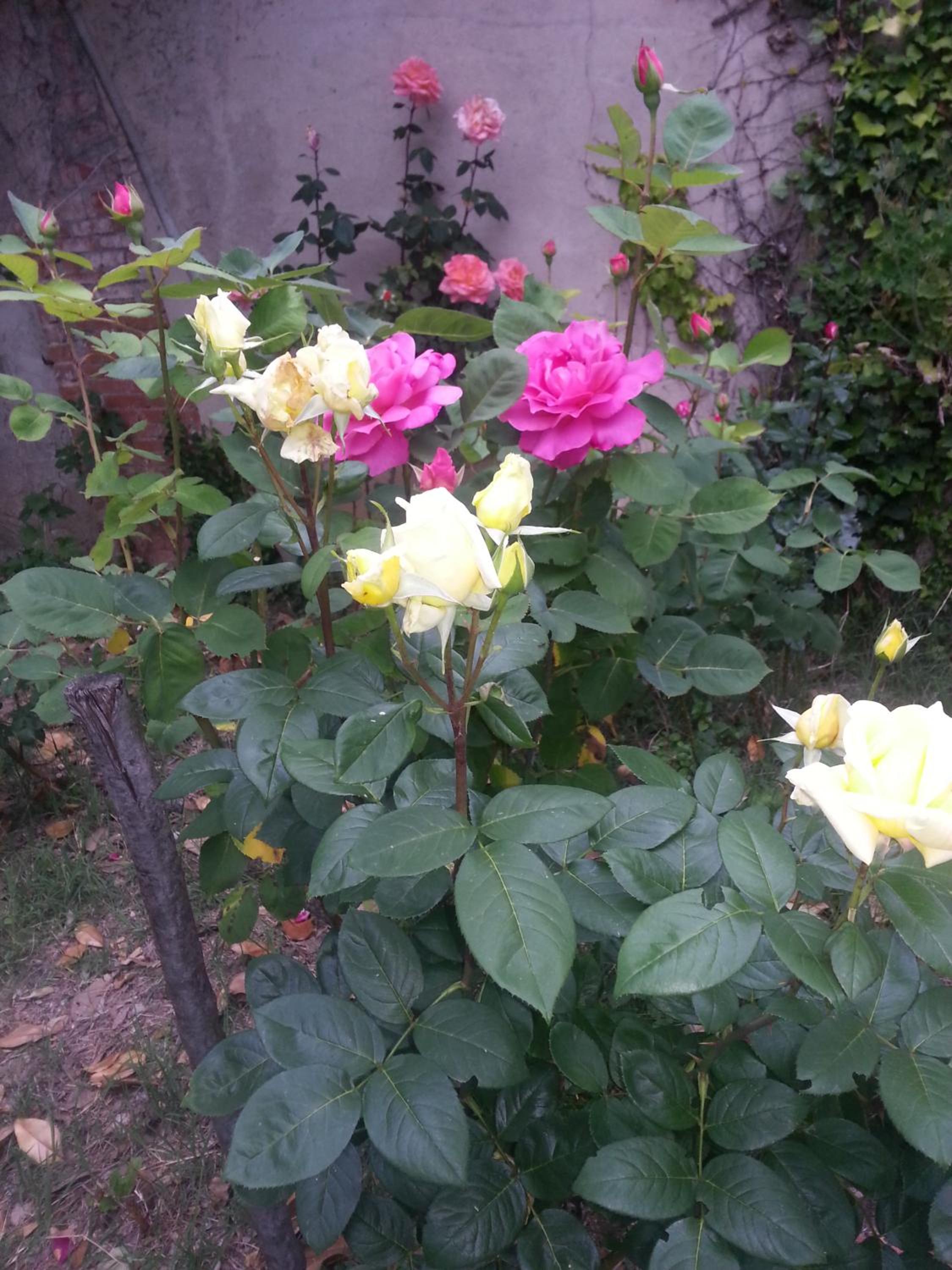 Photo 20