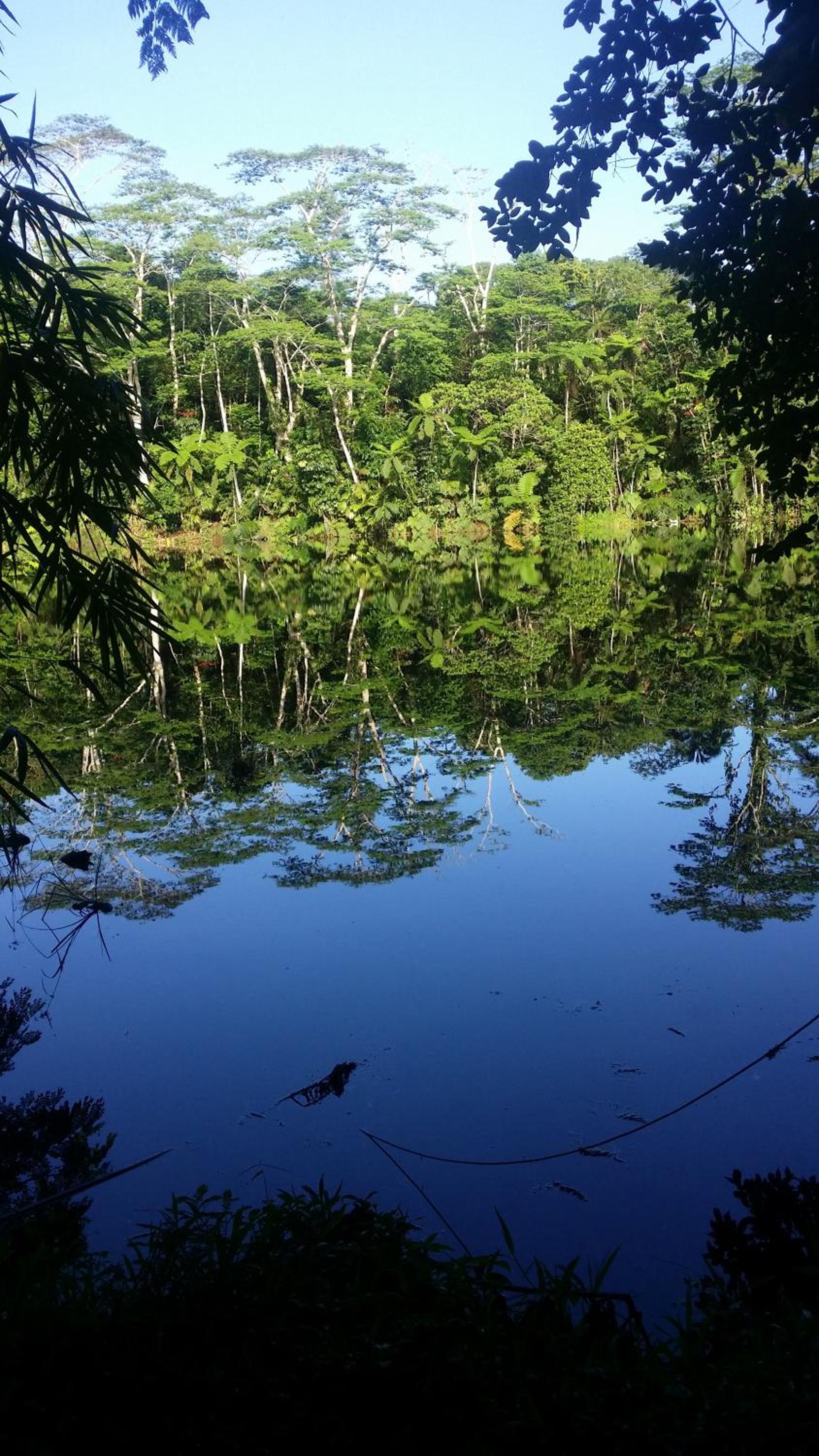 Rainforest Eco Lodge