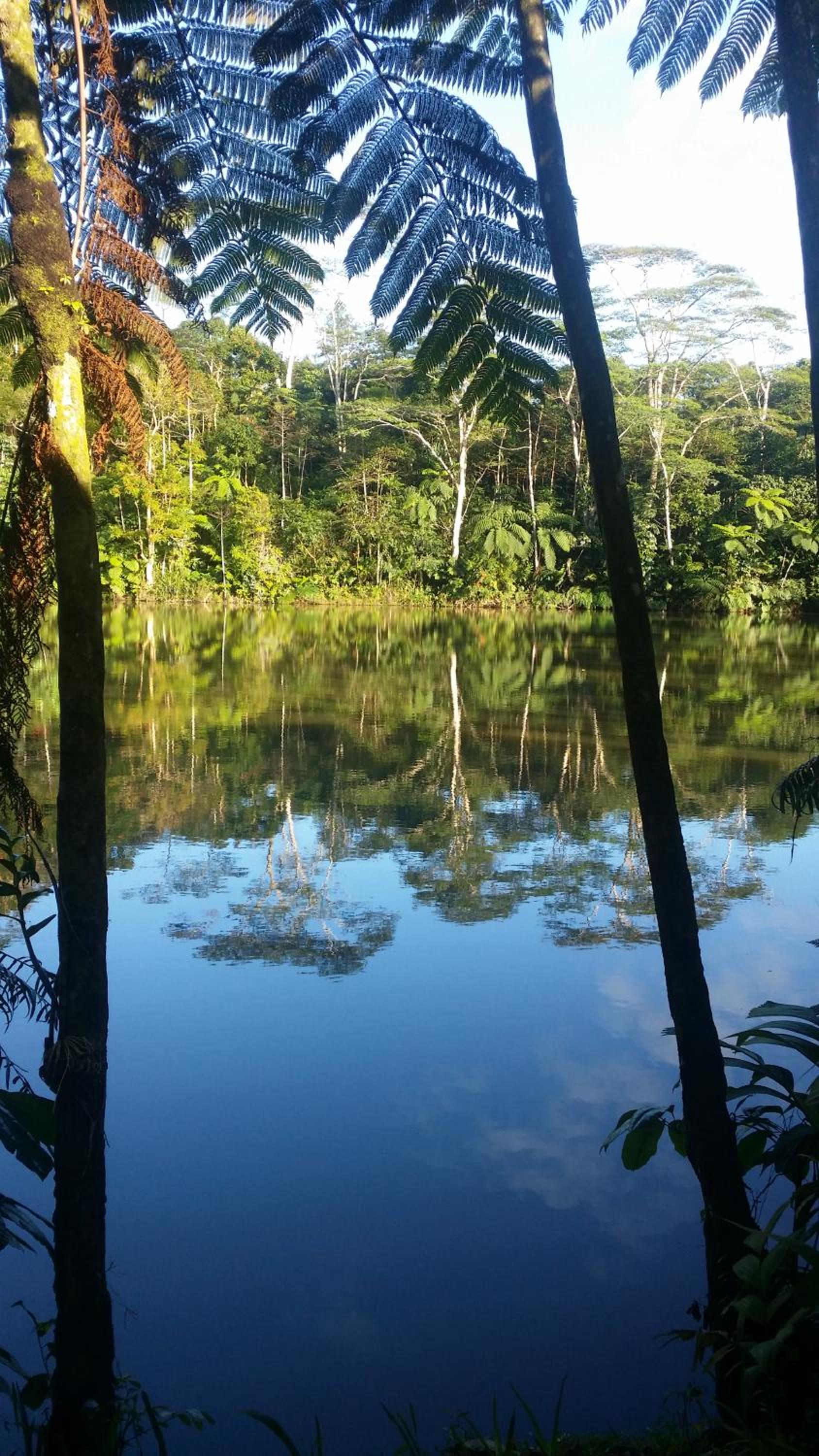 Rainforest Eco Lodge