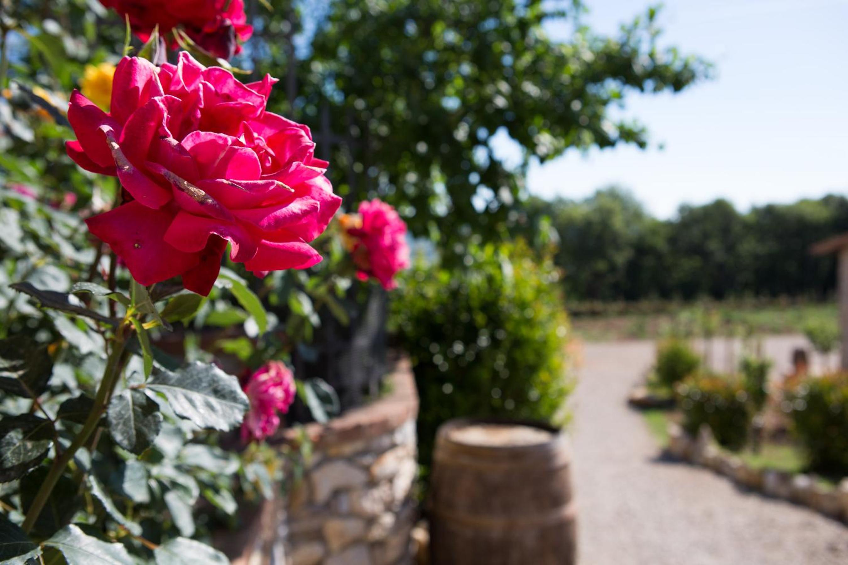 Agriturismo Borghetto Il Montino