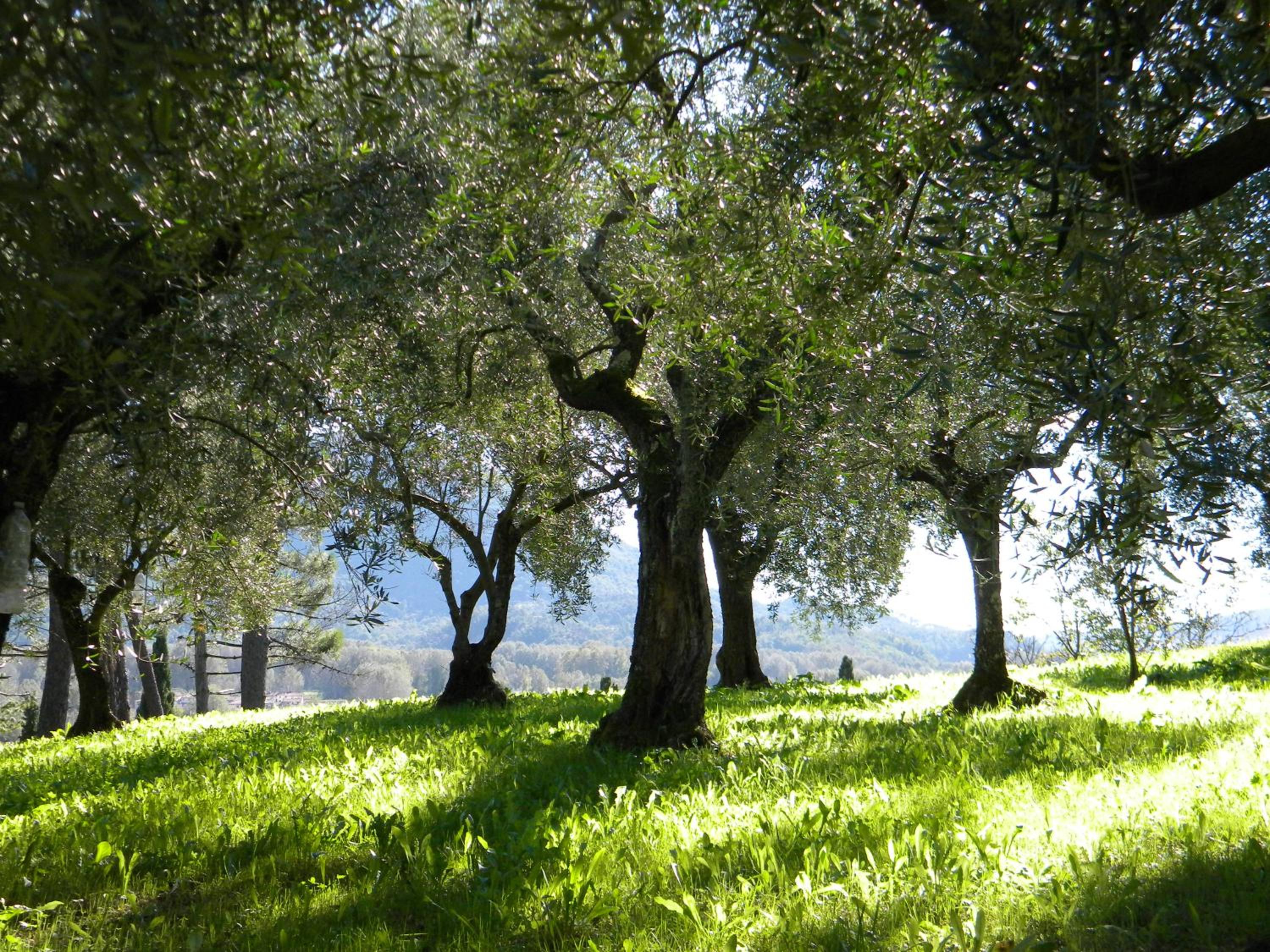 Photo 30