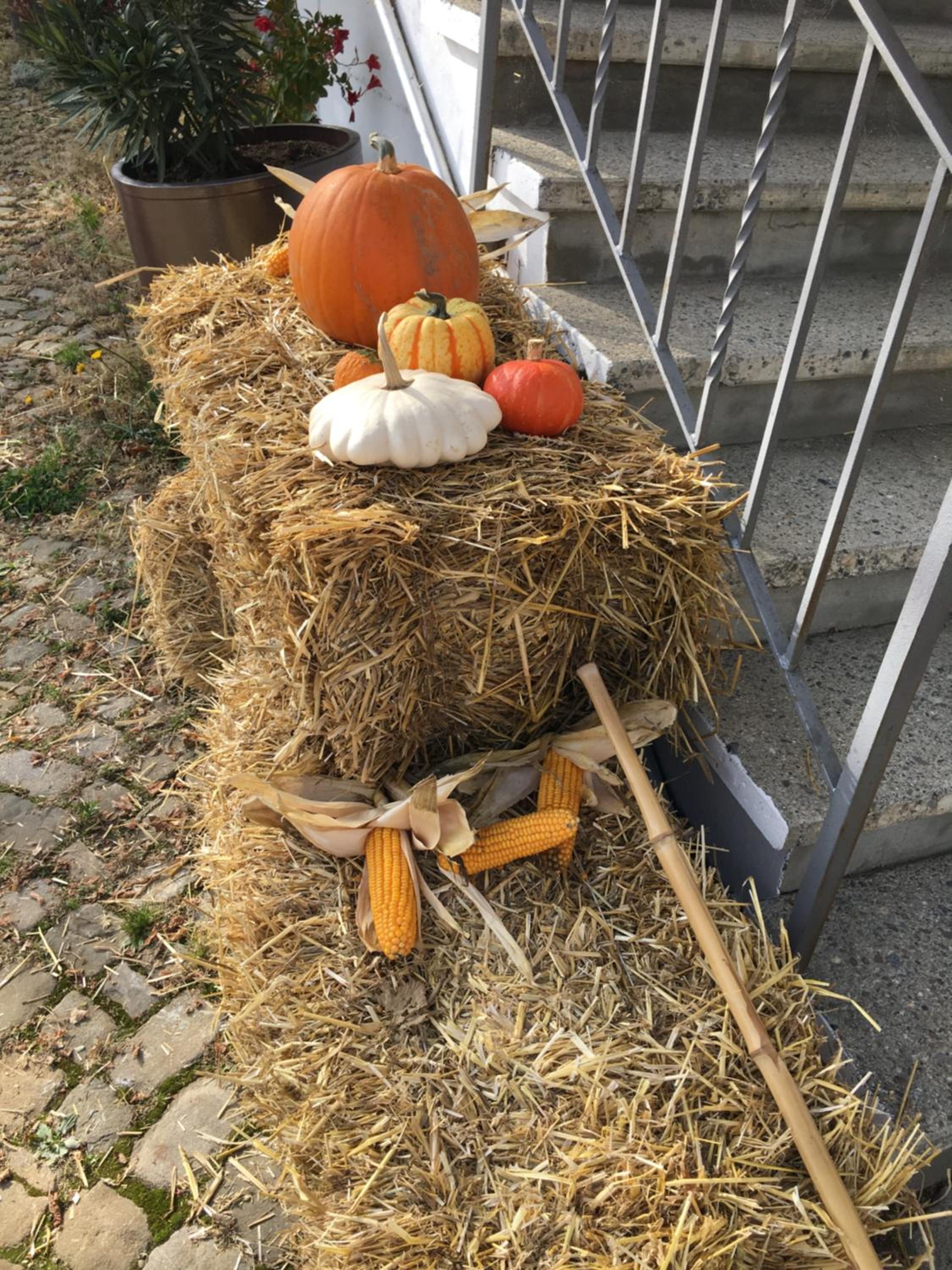 B&B Bären