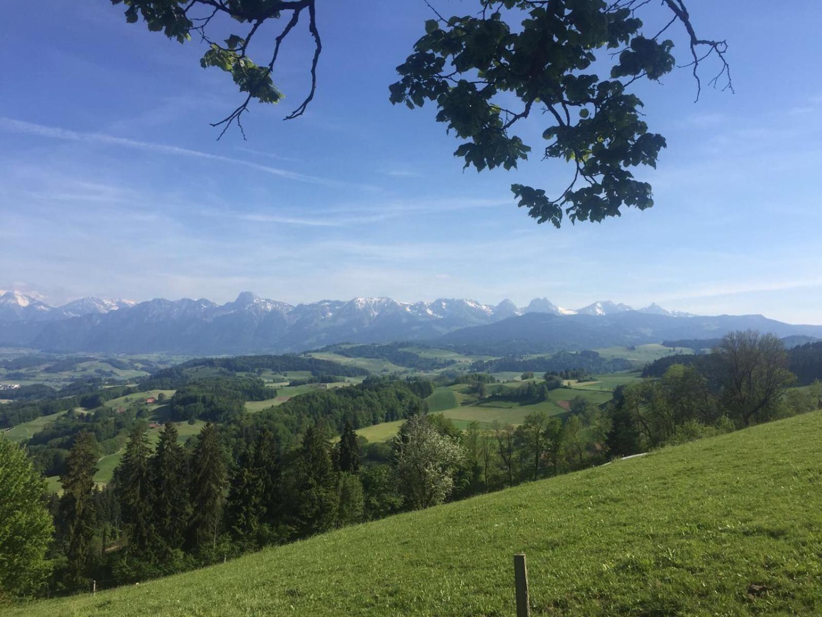 B&B Bären