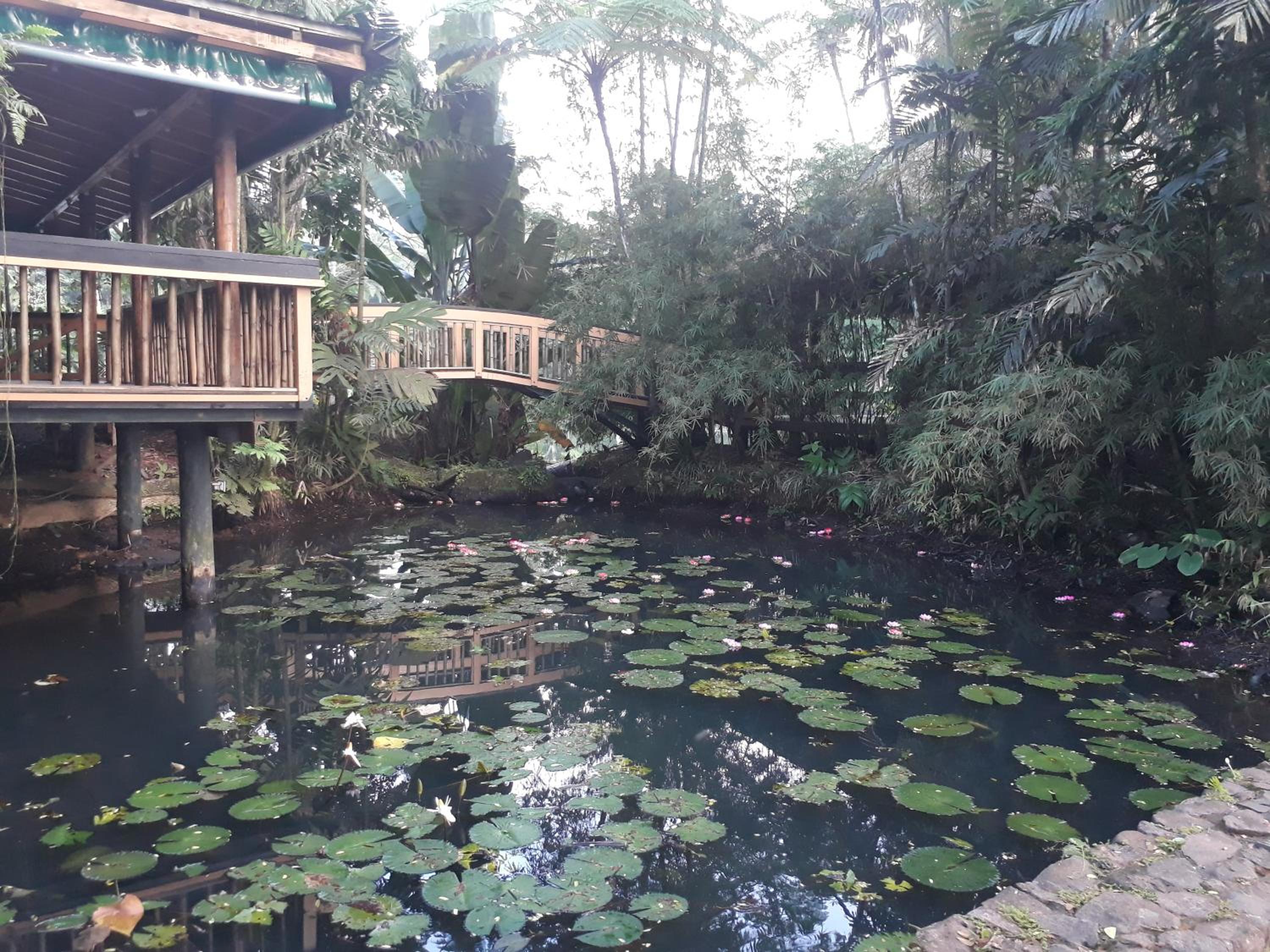 Rainforest Eco Lodge