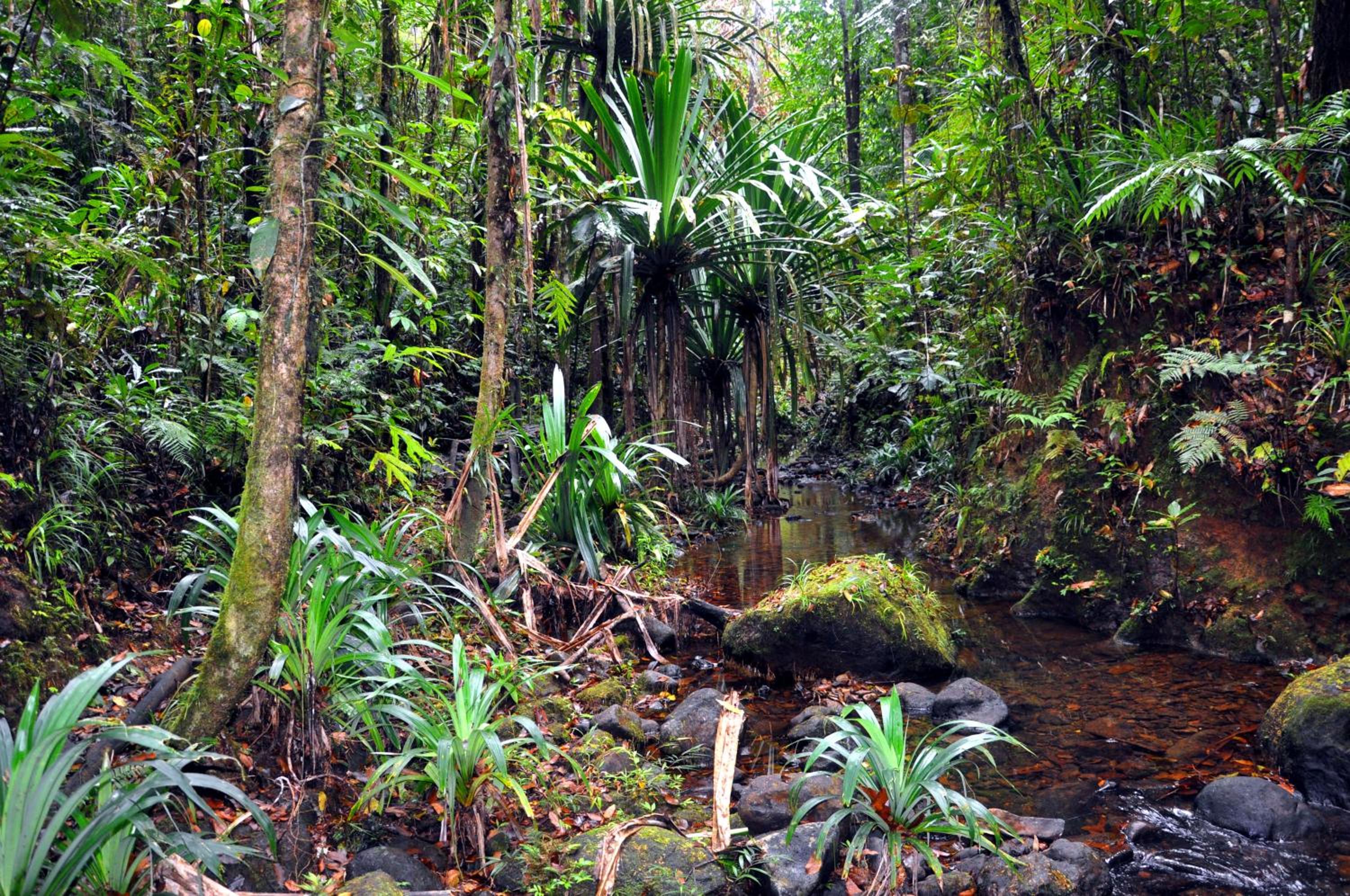 Rainforest Eco Lodge