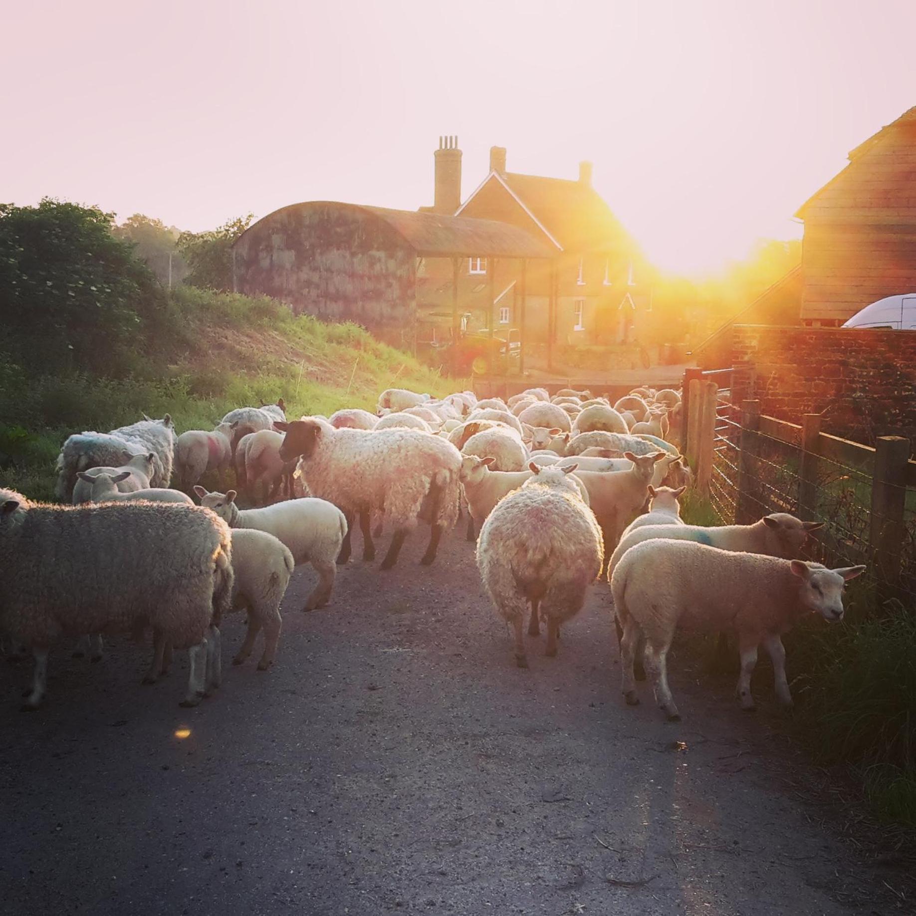Kilsham Farm view 2