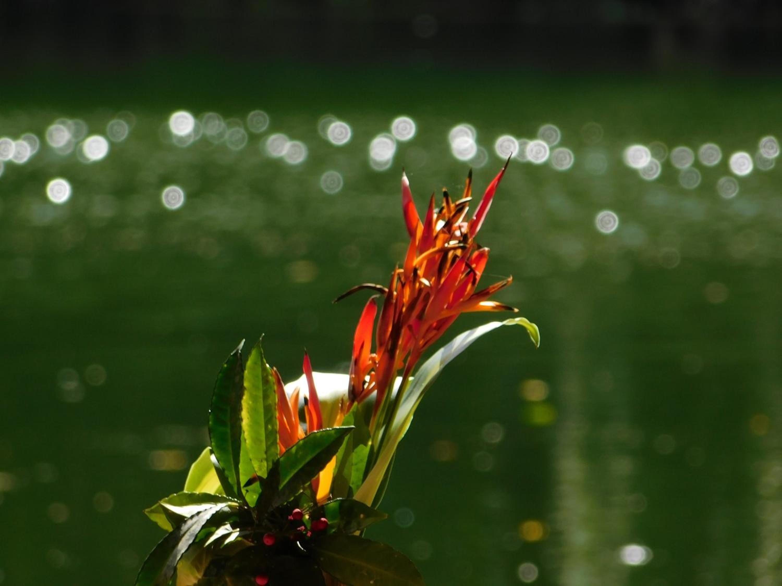 Rainforest Eco Lodge