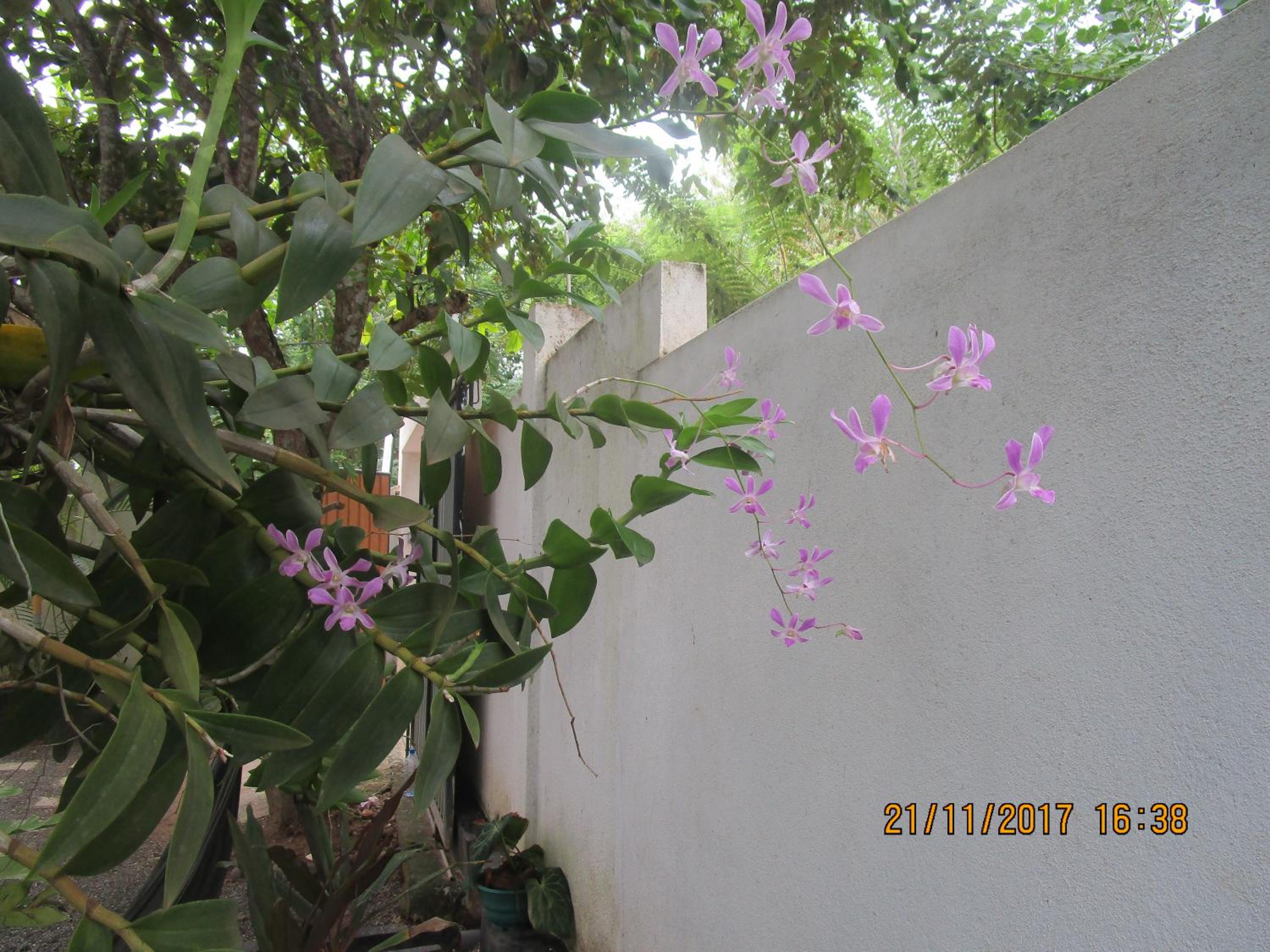 Photo 52