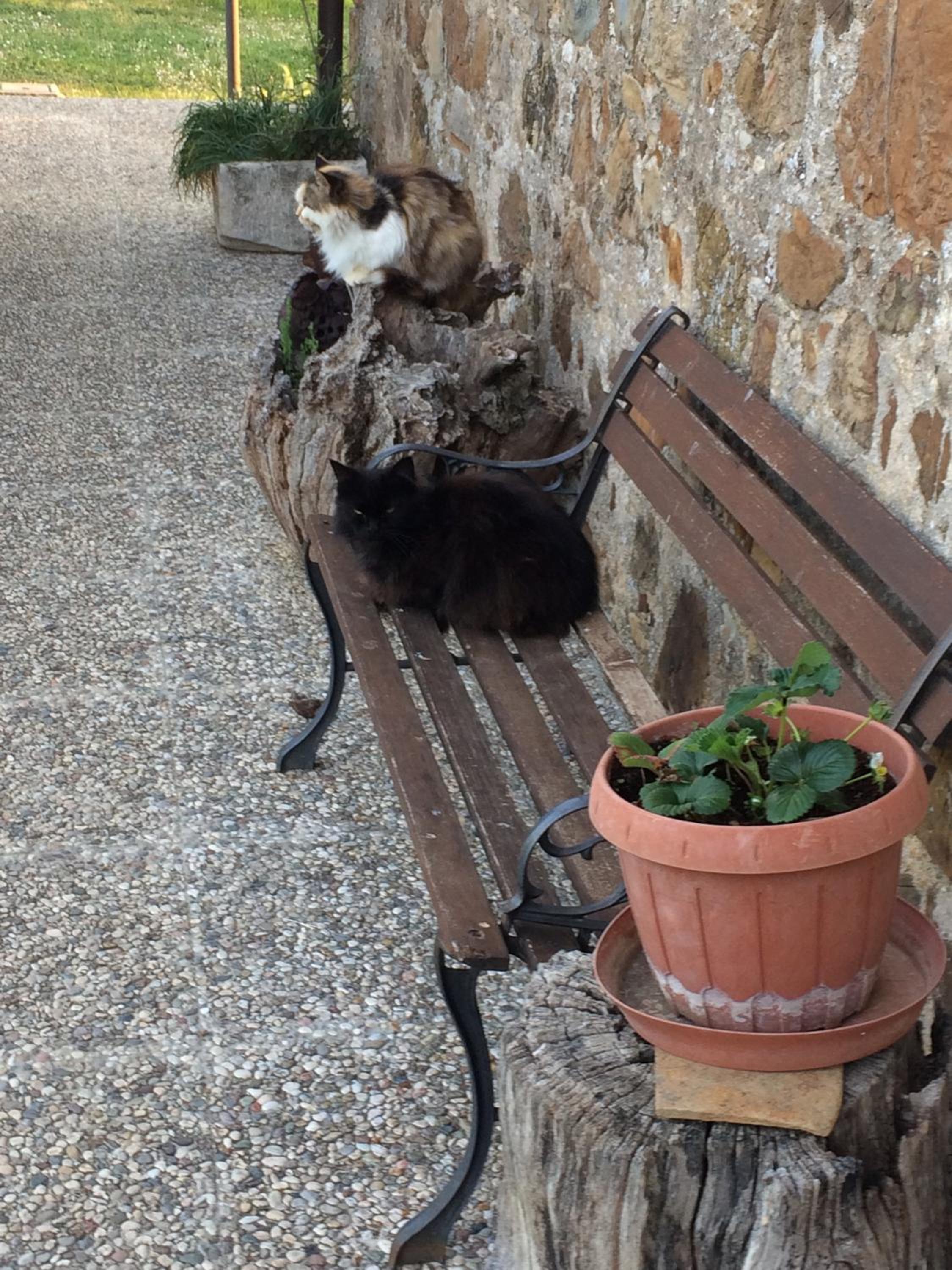 Casetta Tartuchino
