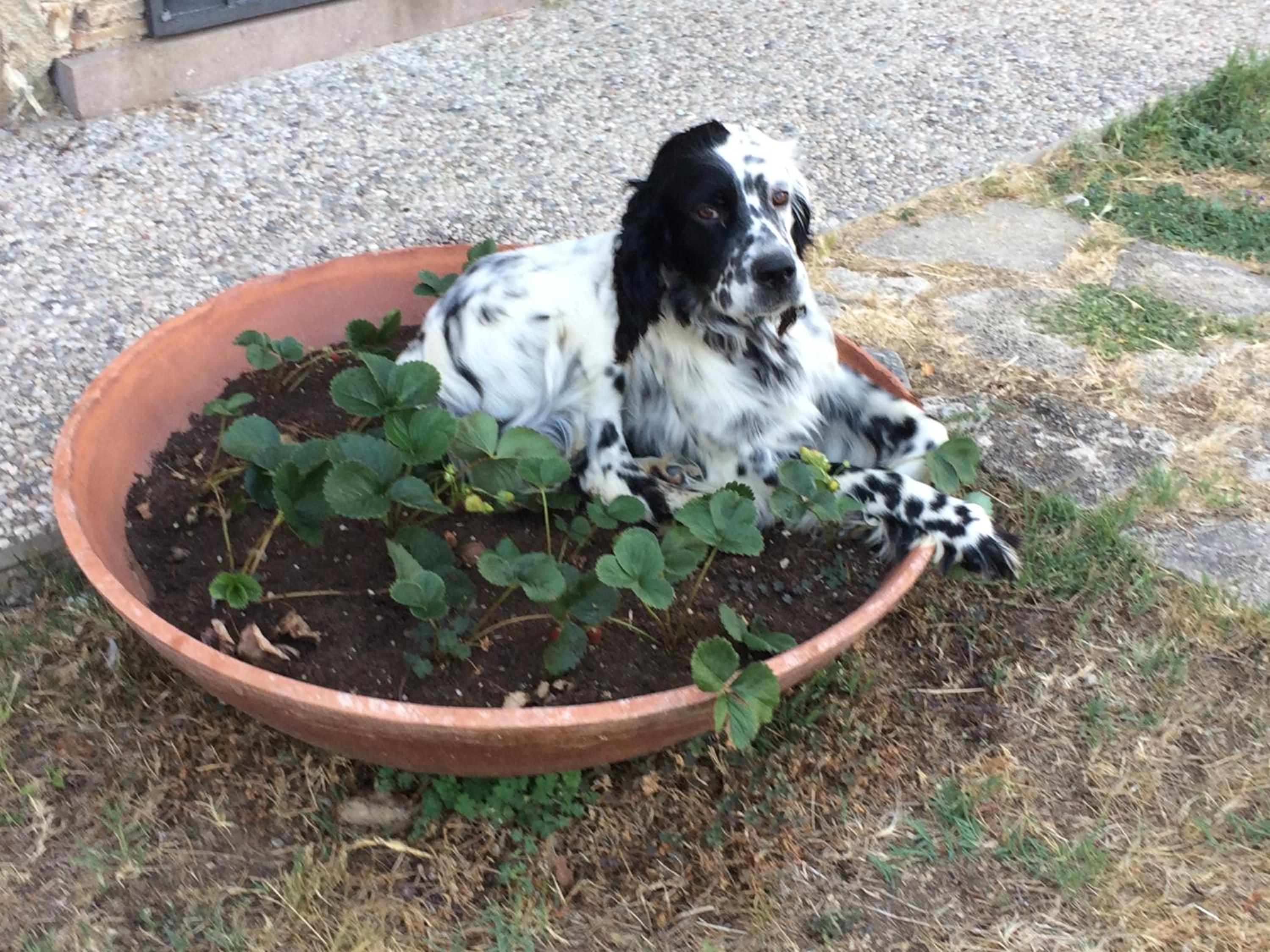 Casetta Tartuchino