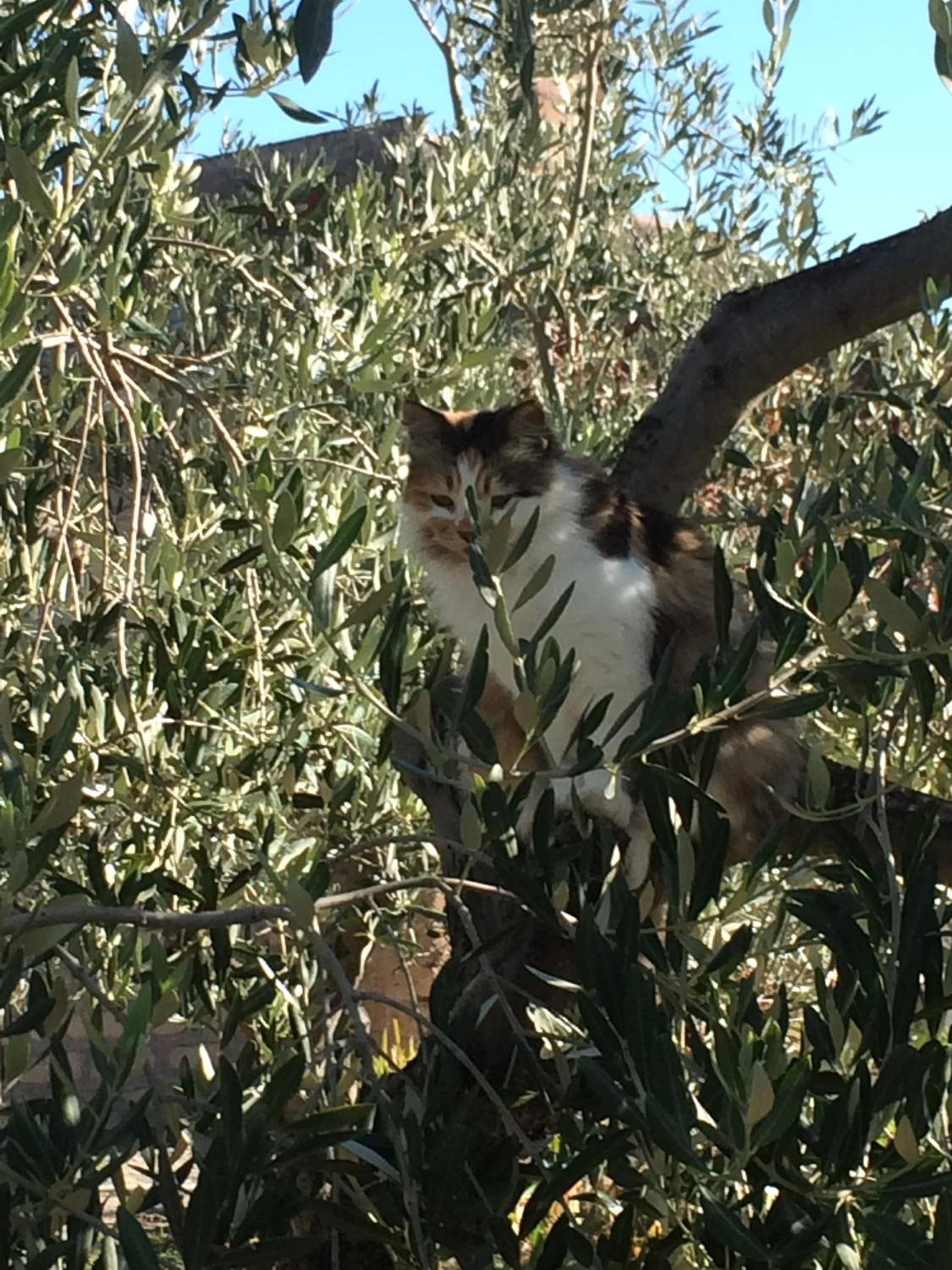 Casetta Tartuchino