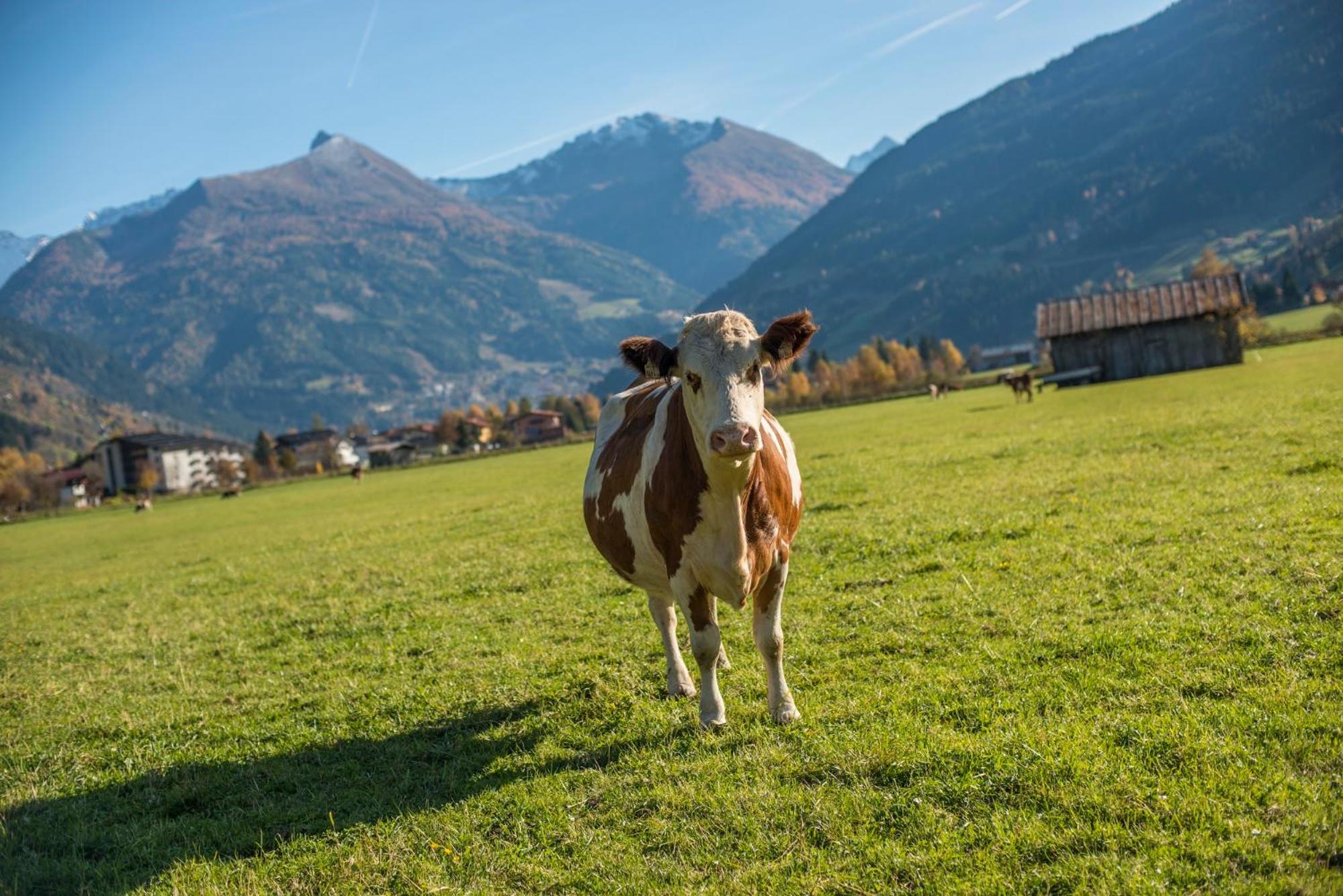KENDLGUT Appartements am BioBauernhof inklusive unbegrenztem Eintritt in die Alpentherme