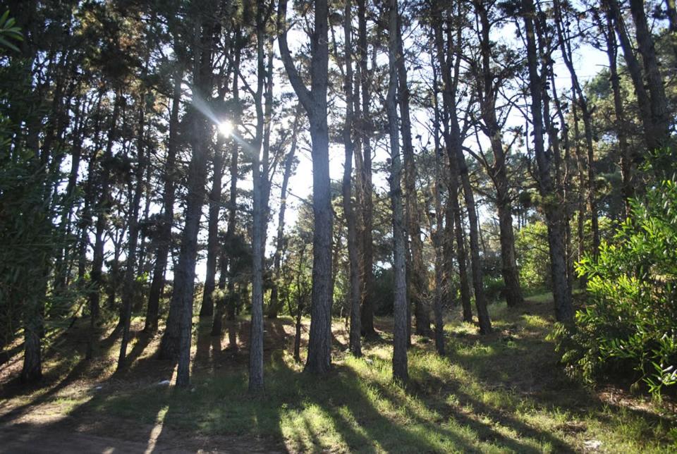 Cabañas Poetas del Bosque