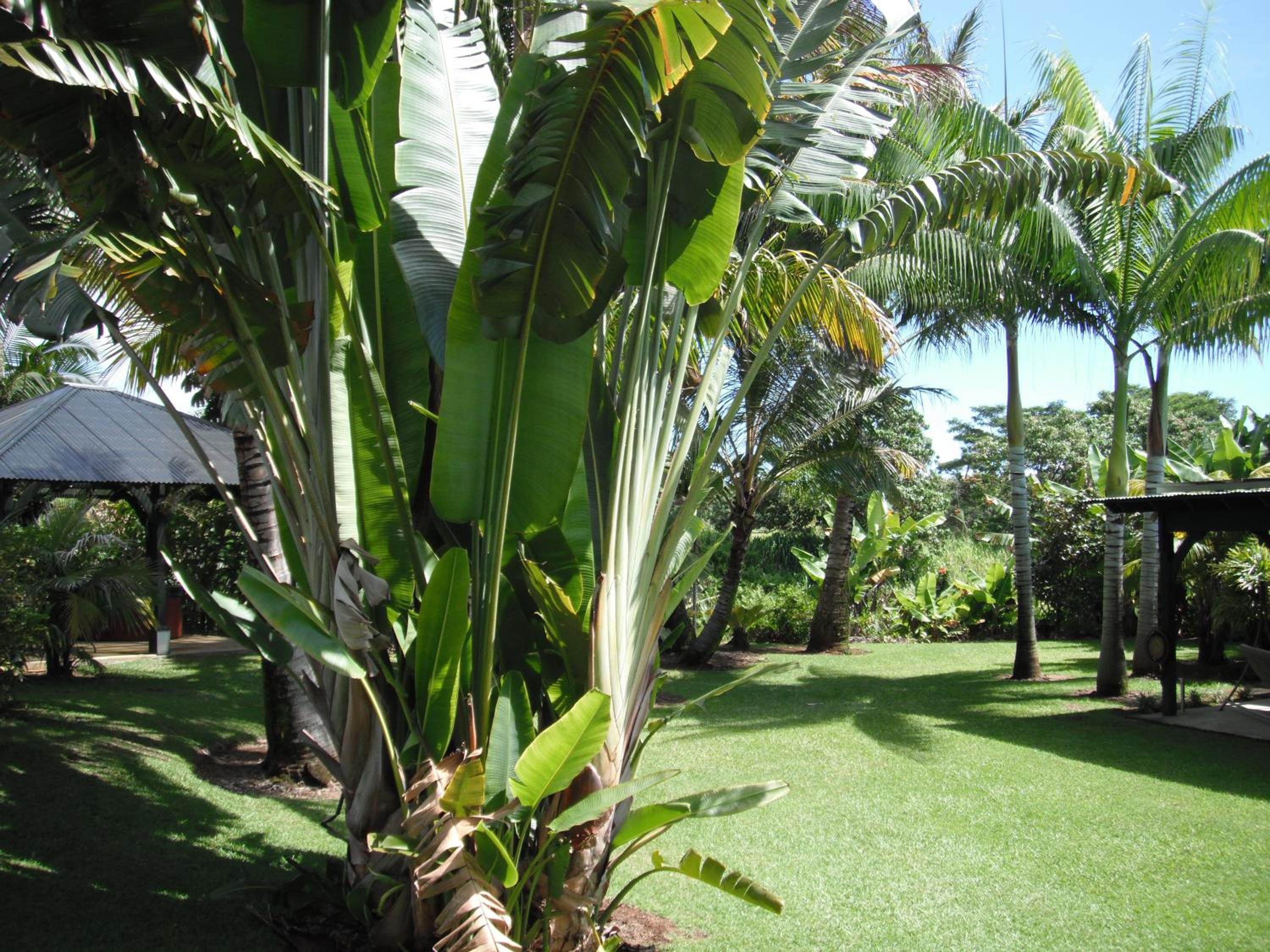 Island Goode's - Luxury Adult Only Accommodation near Hilo
