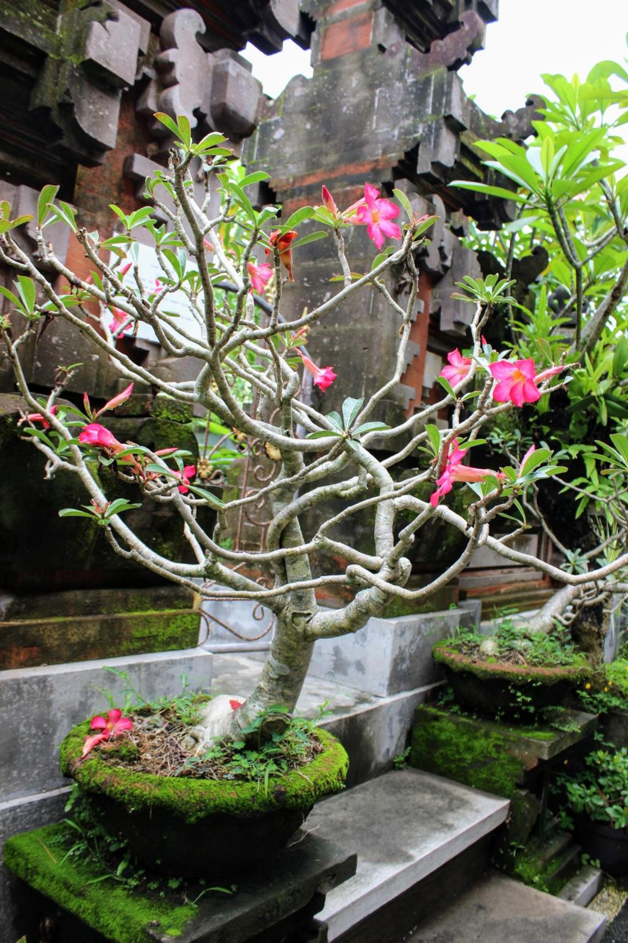 Zimong House