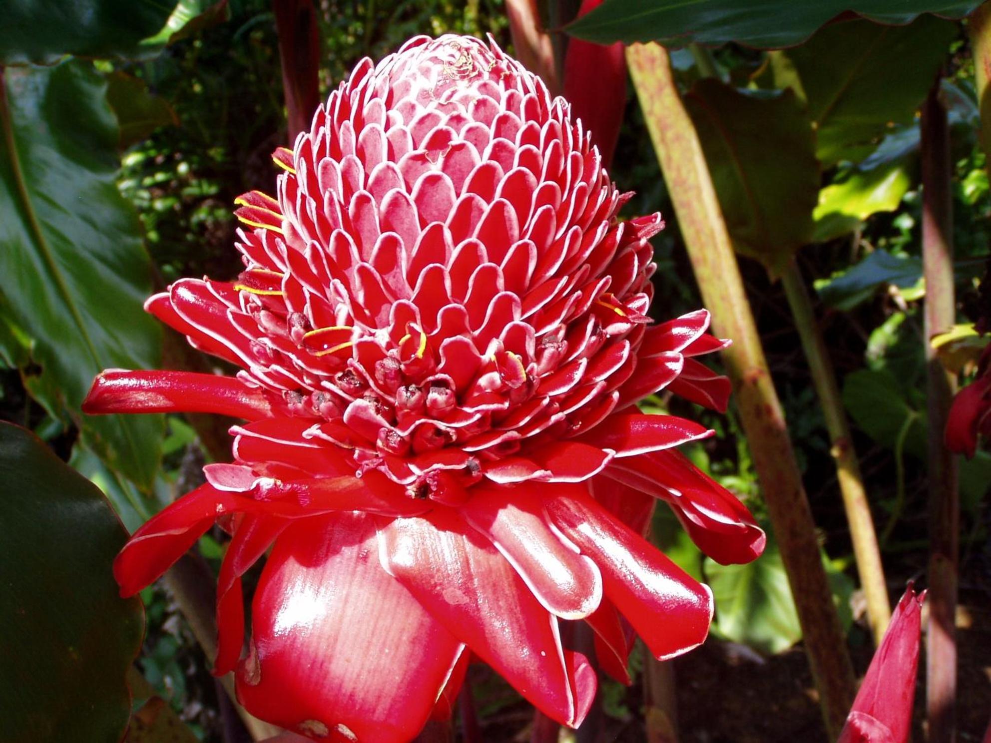 Island Goode's - Luxury Adult Only Accommodation near Hilo