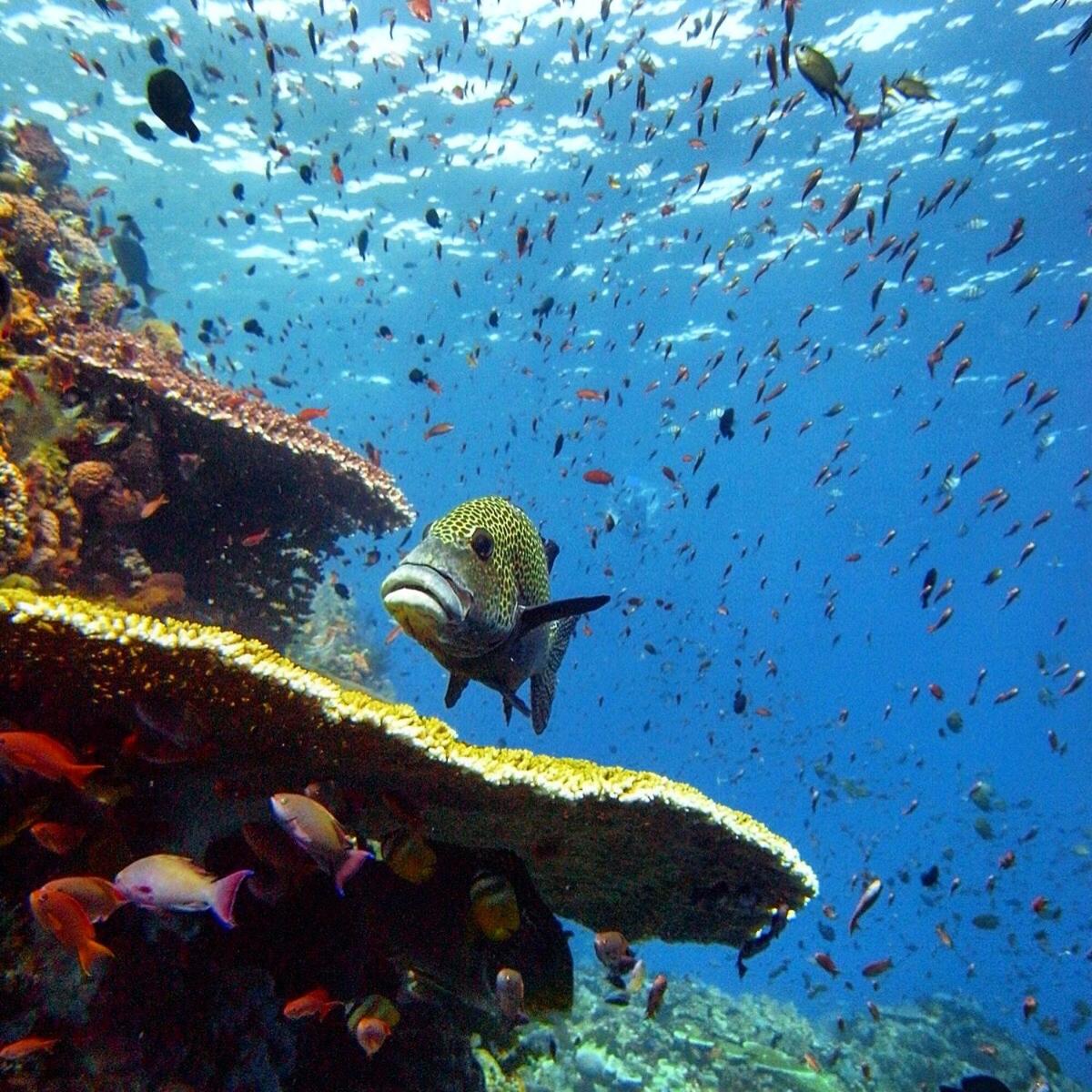 Blue Marlin Dive Komodo view 4