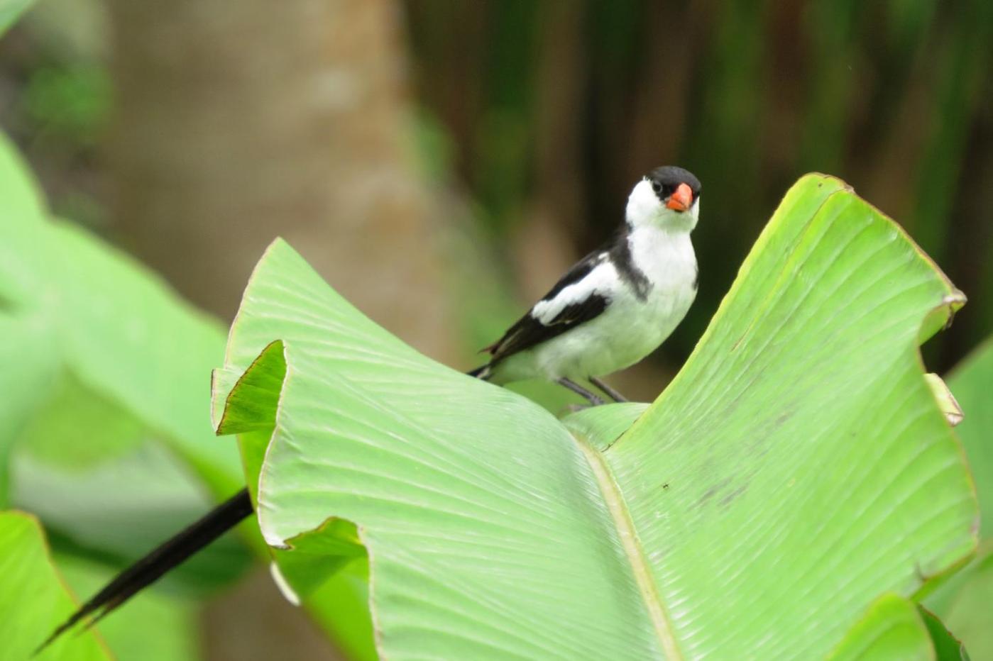 Mucumbli
