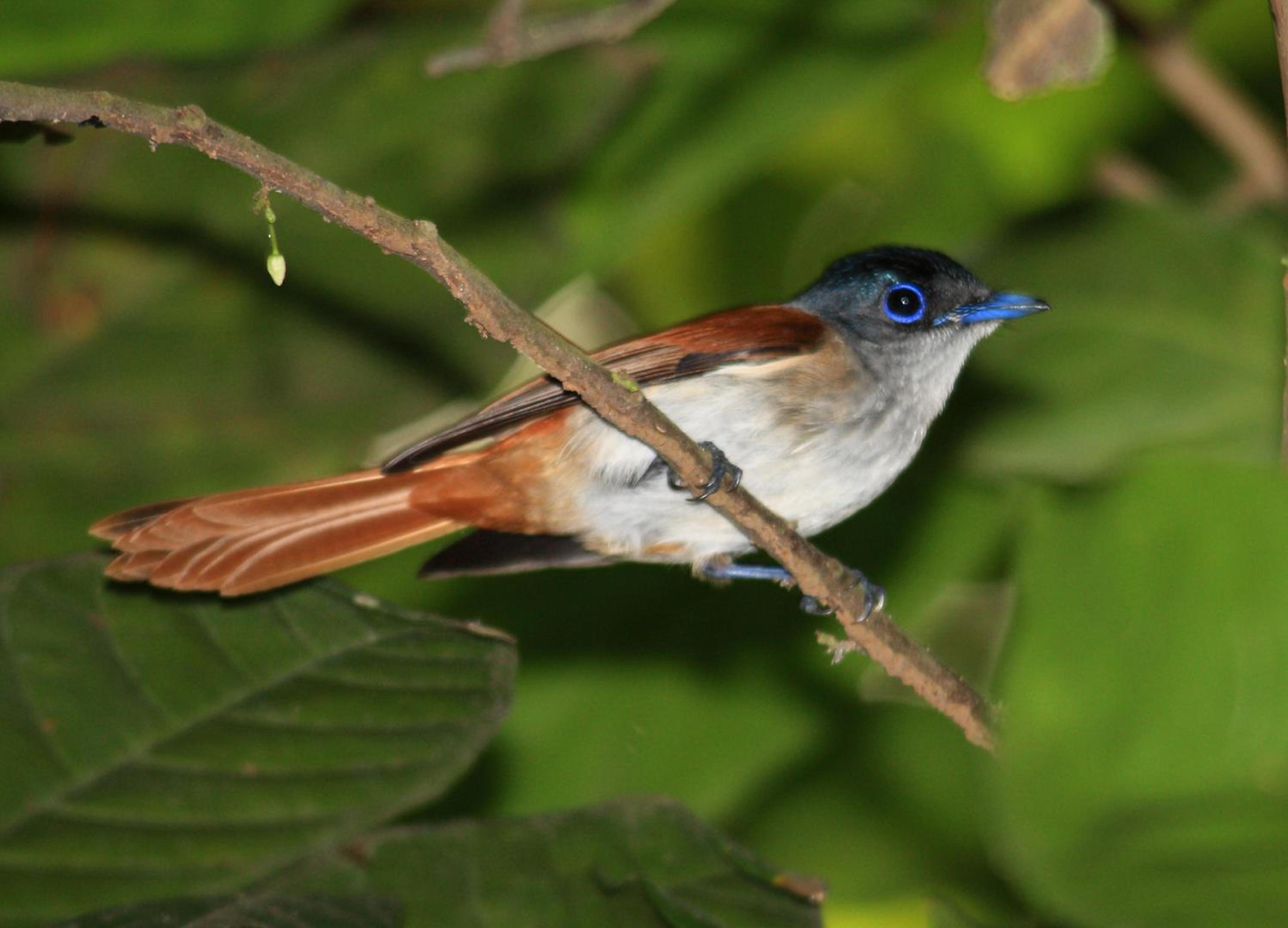 Mucumbli