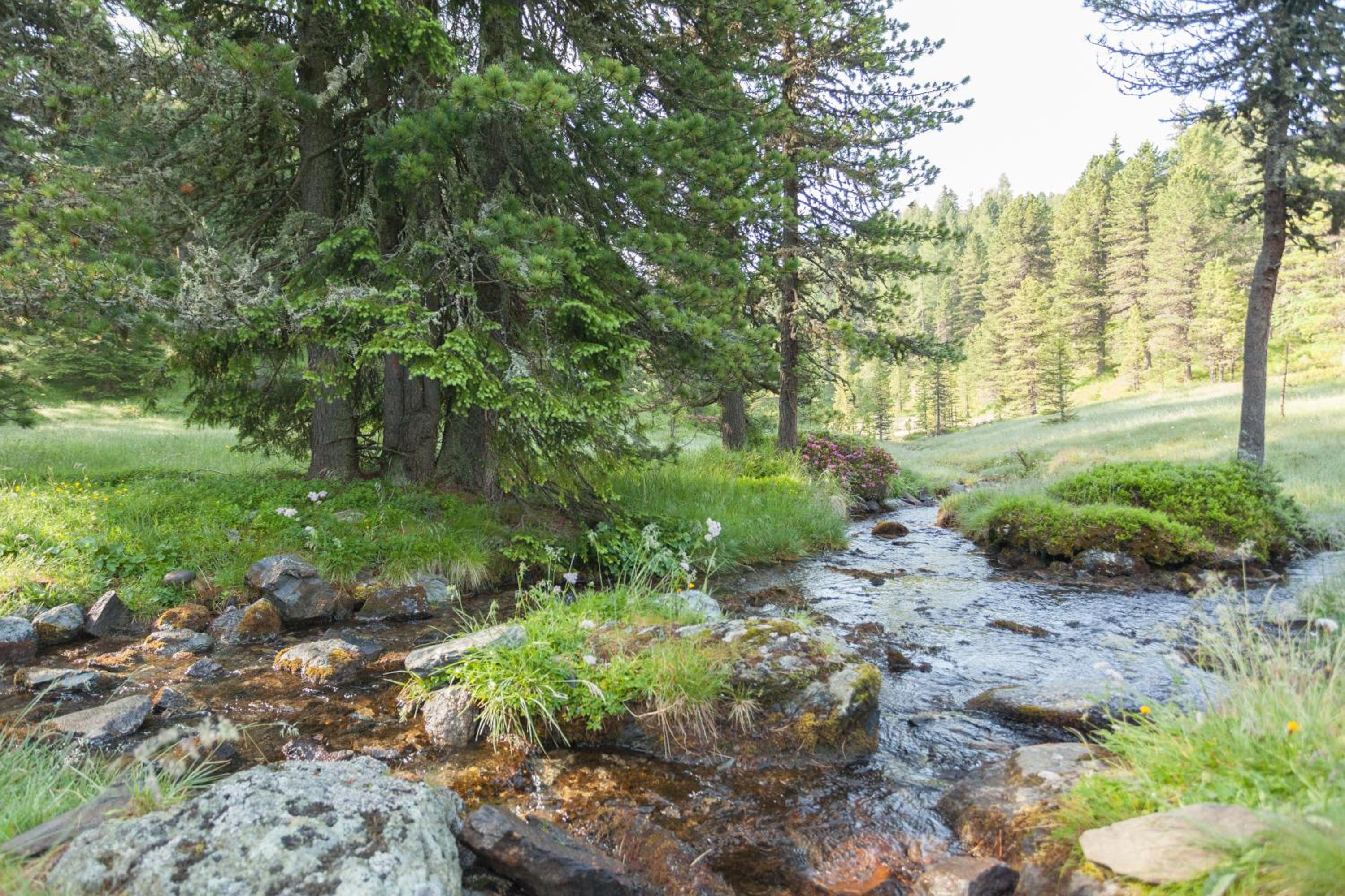 Da Bräuhauser