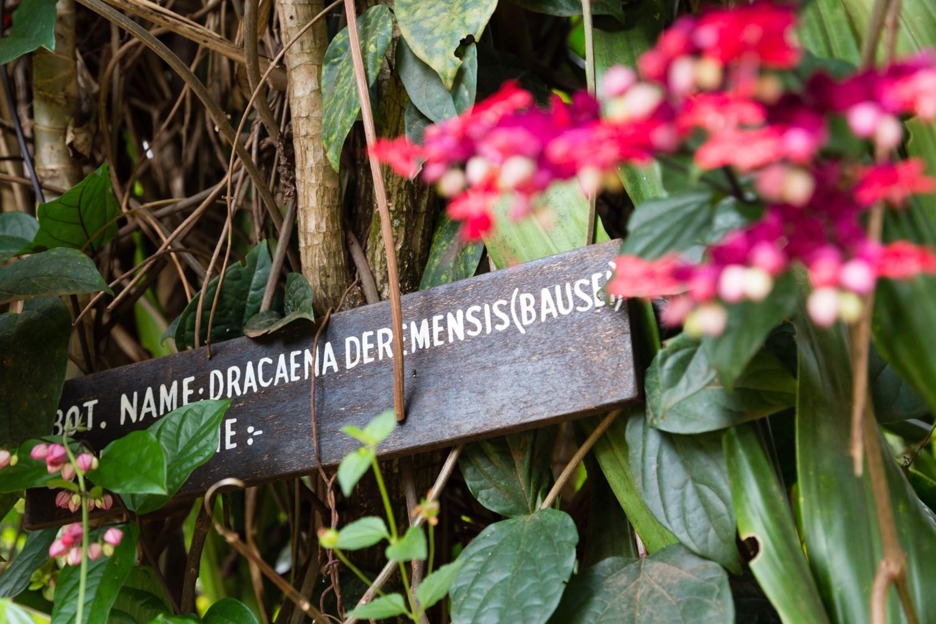 Aishi Machame