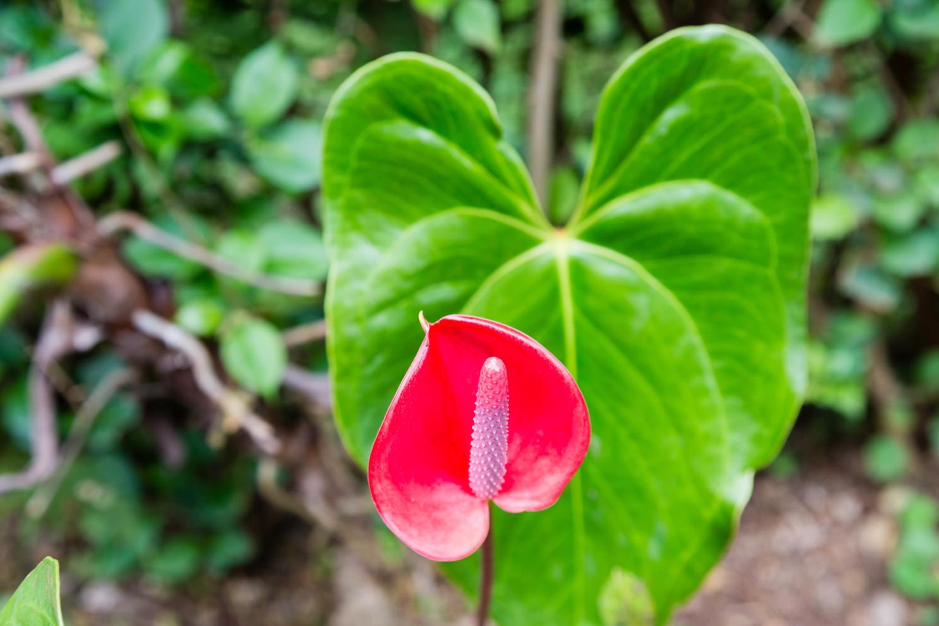 Aishi Machame