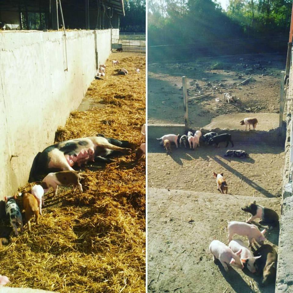 Agriturismo Agrifoglio
