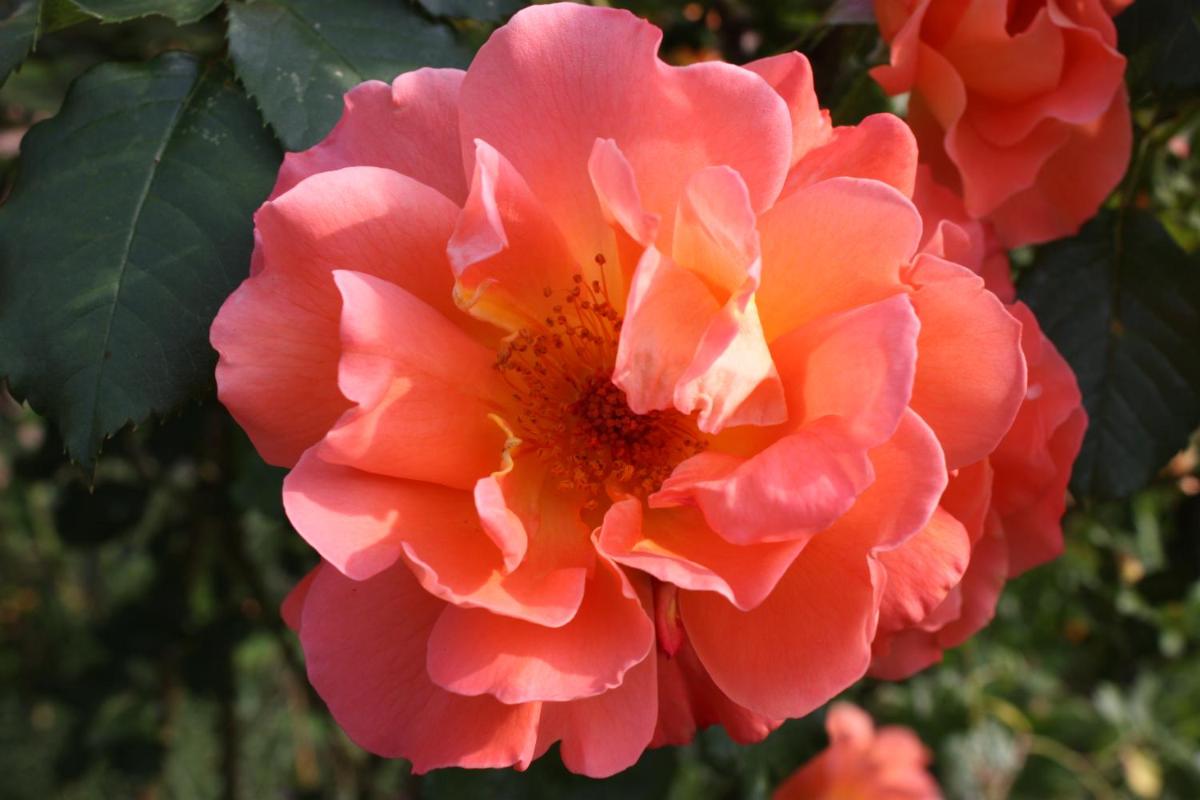 Photo 42