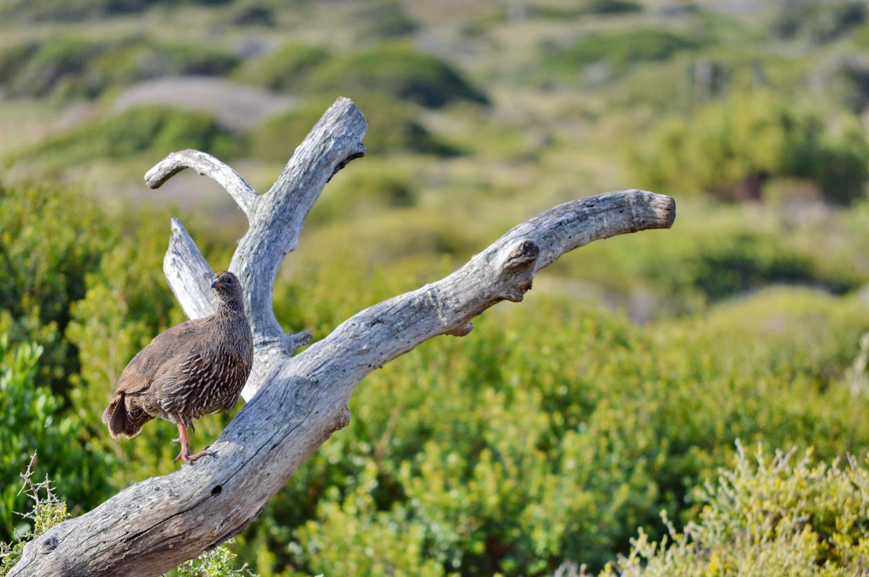 Gourikwa Coastal Nature Reserve