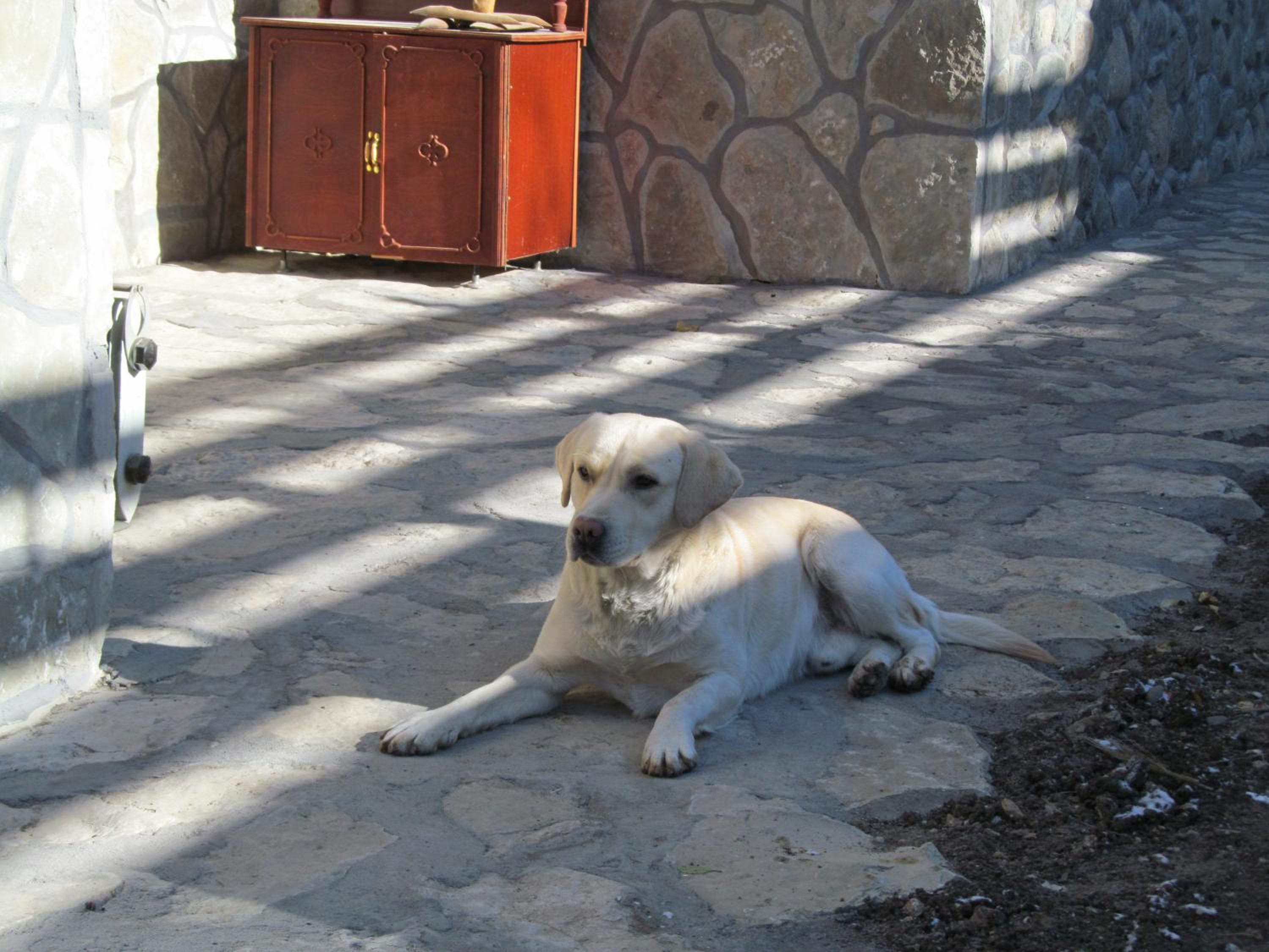 ARTSIV Guesthouse