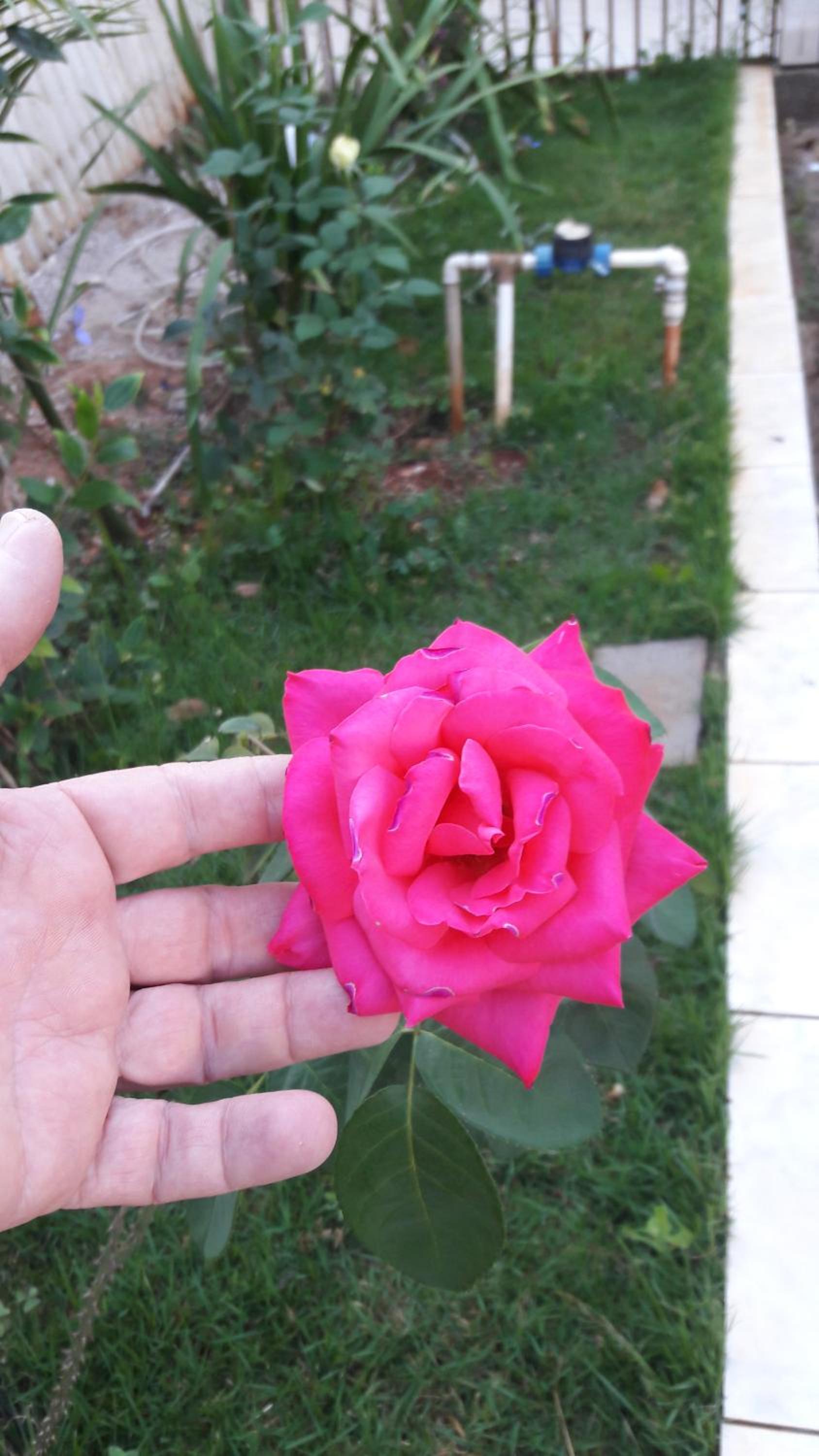 Photo 52