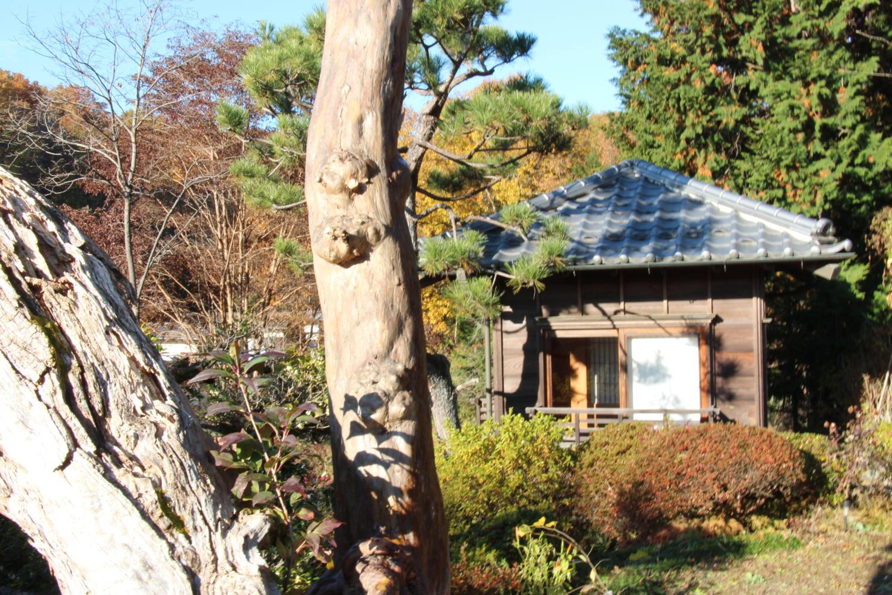 Photo 41