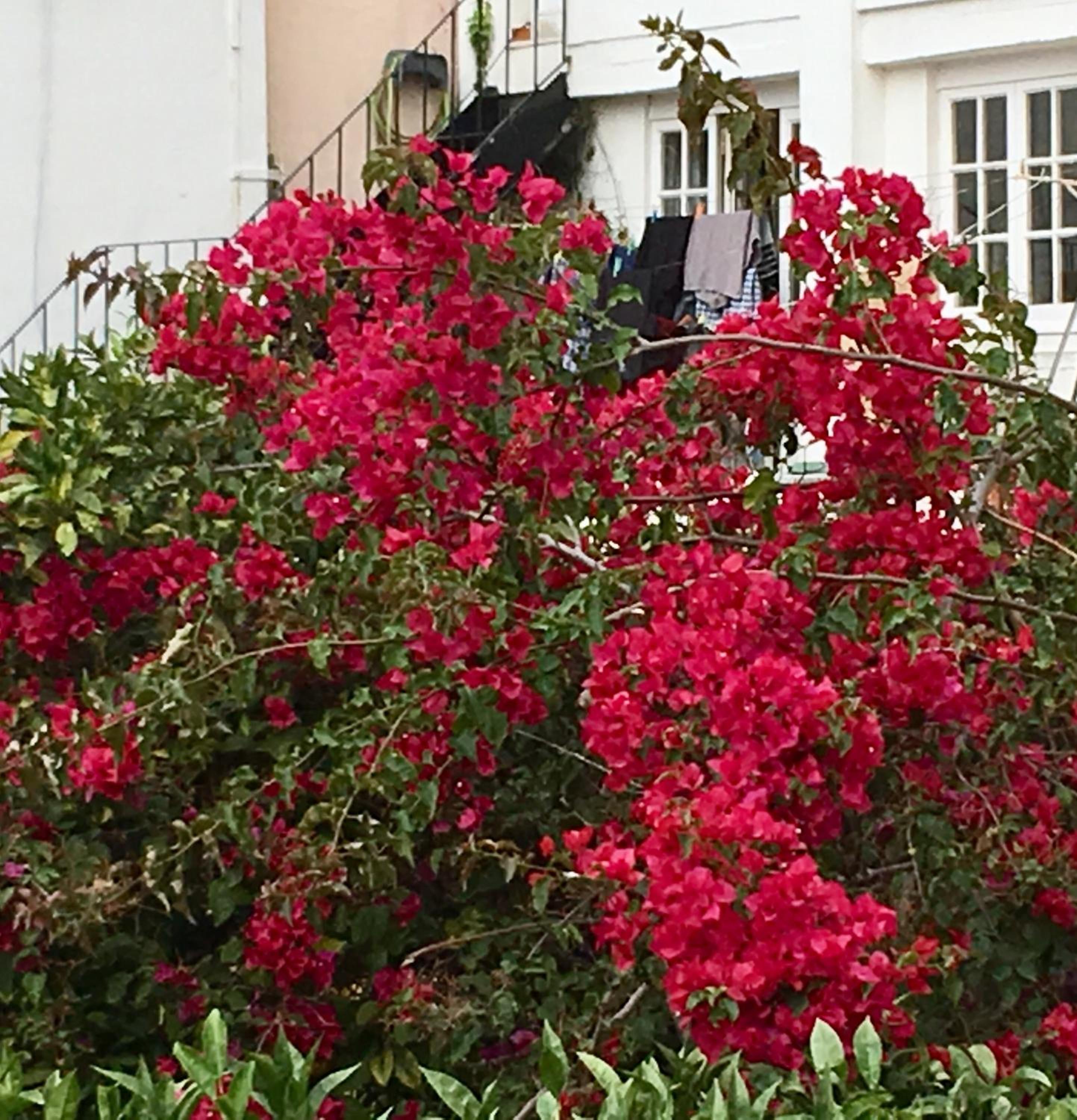 Flores