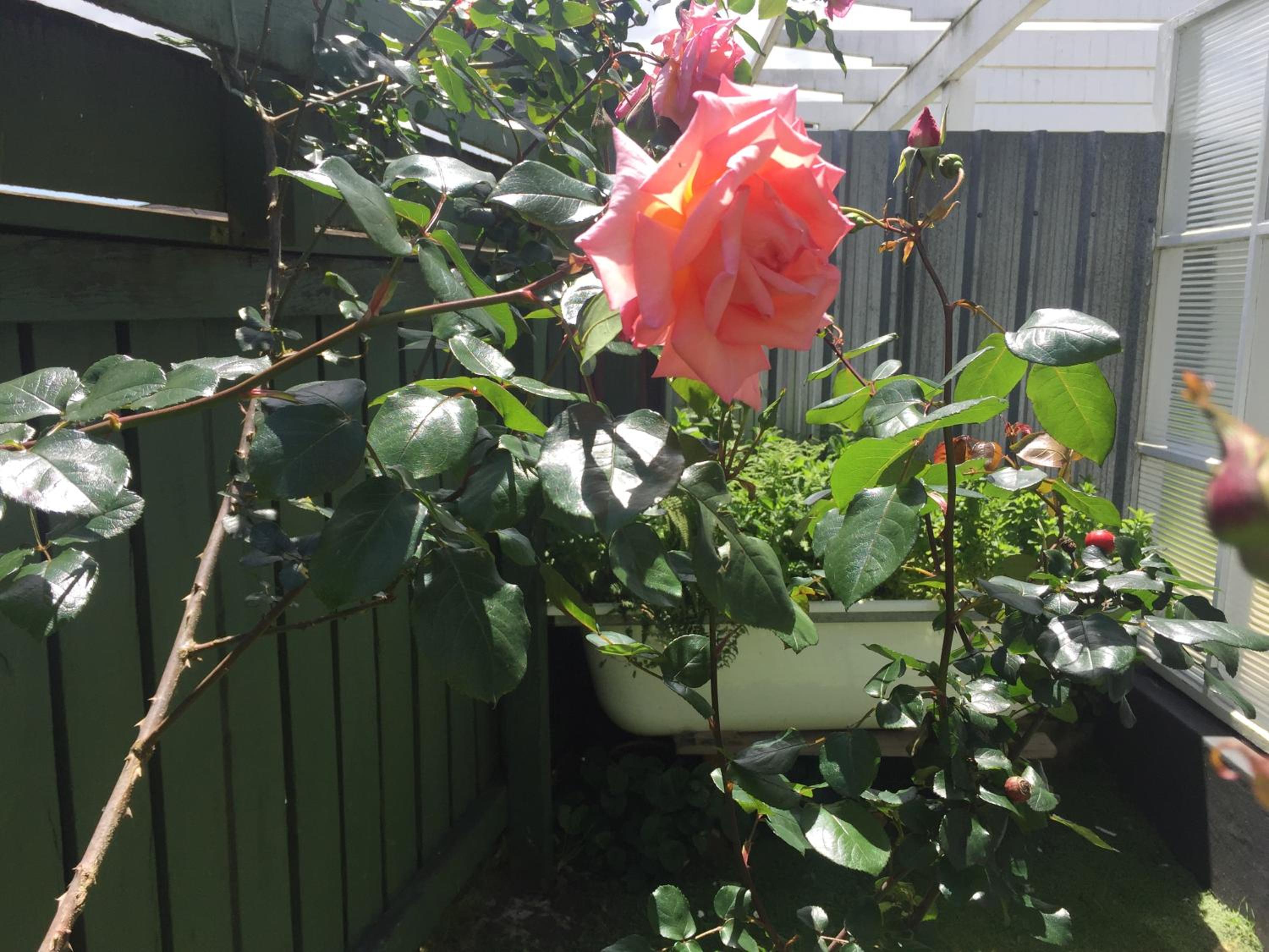 Photo 41