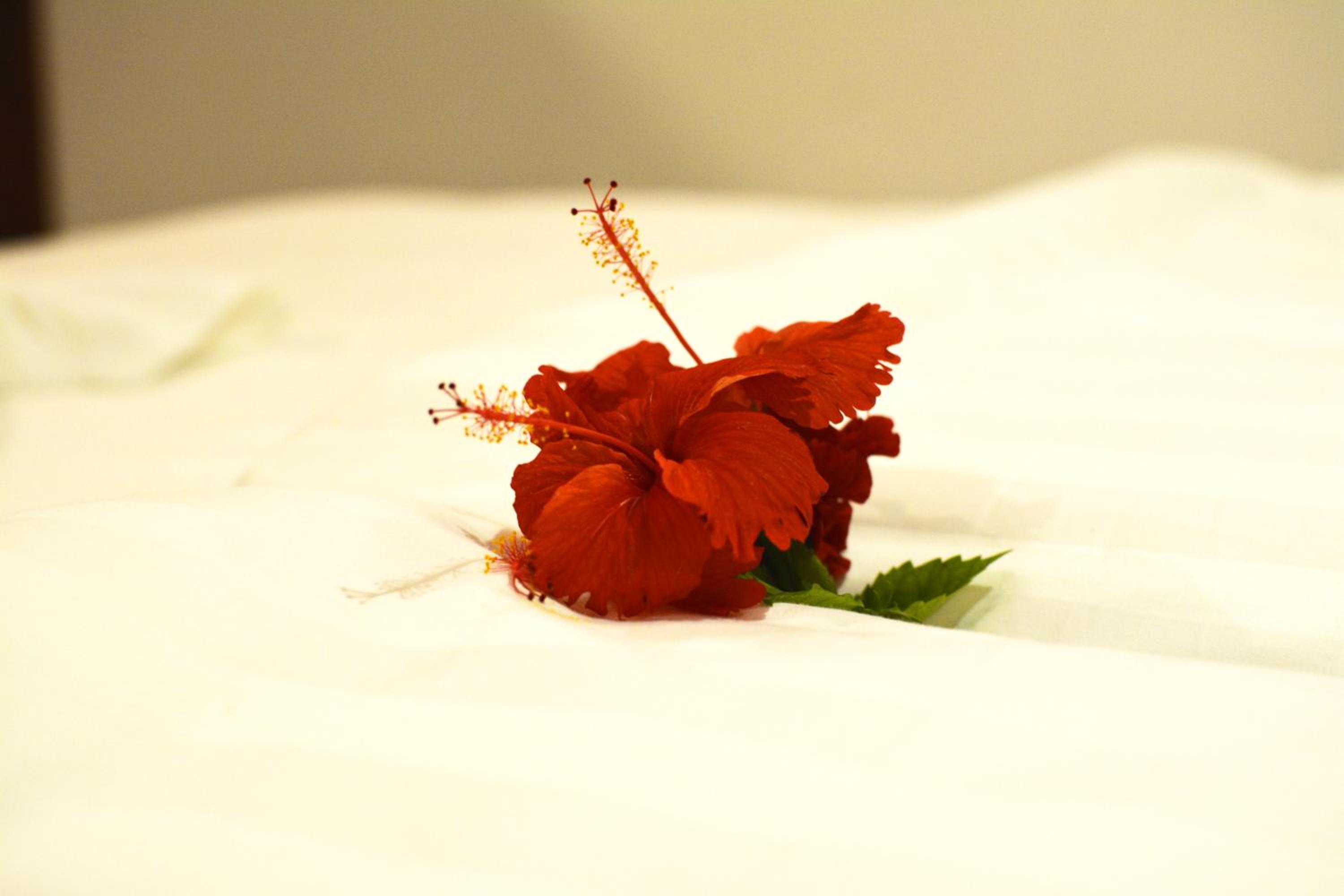 Photo 39