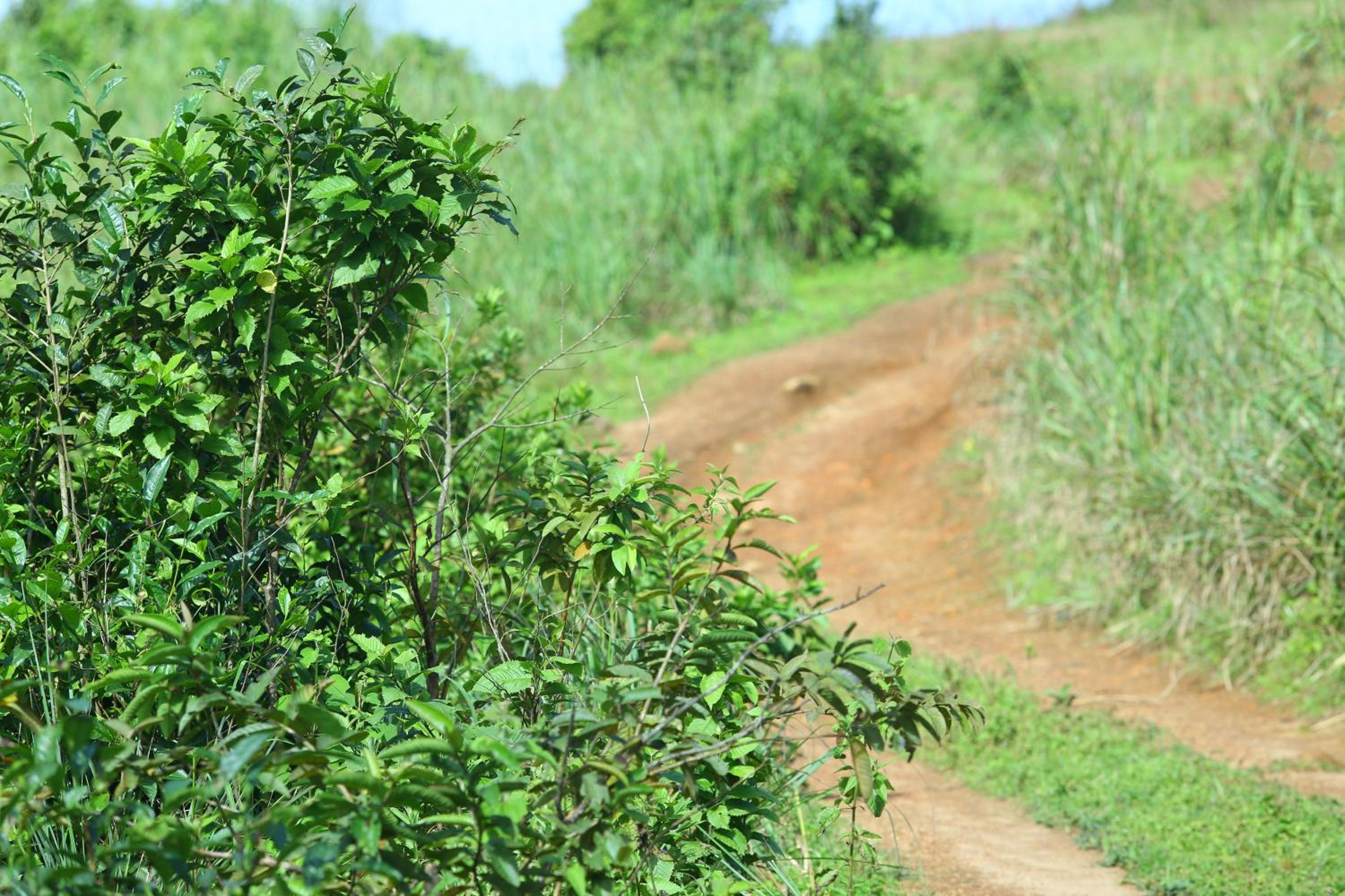 Vagamon Heights