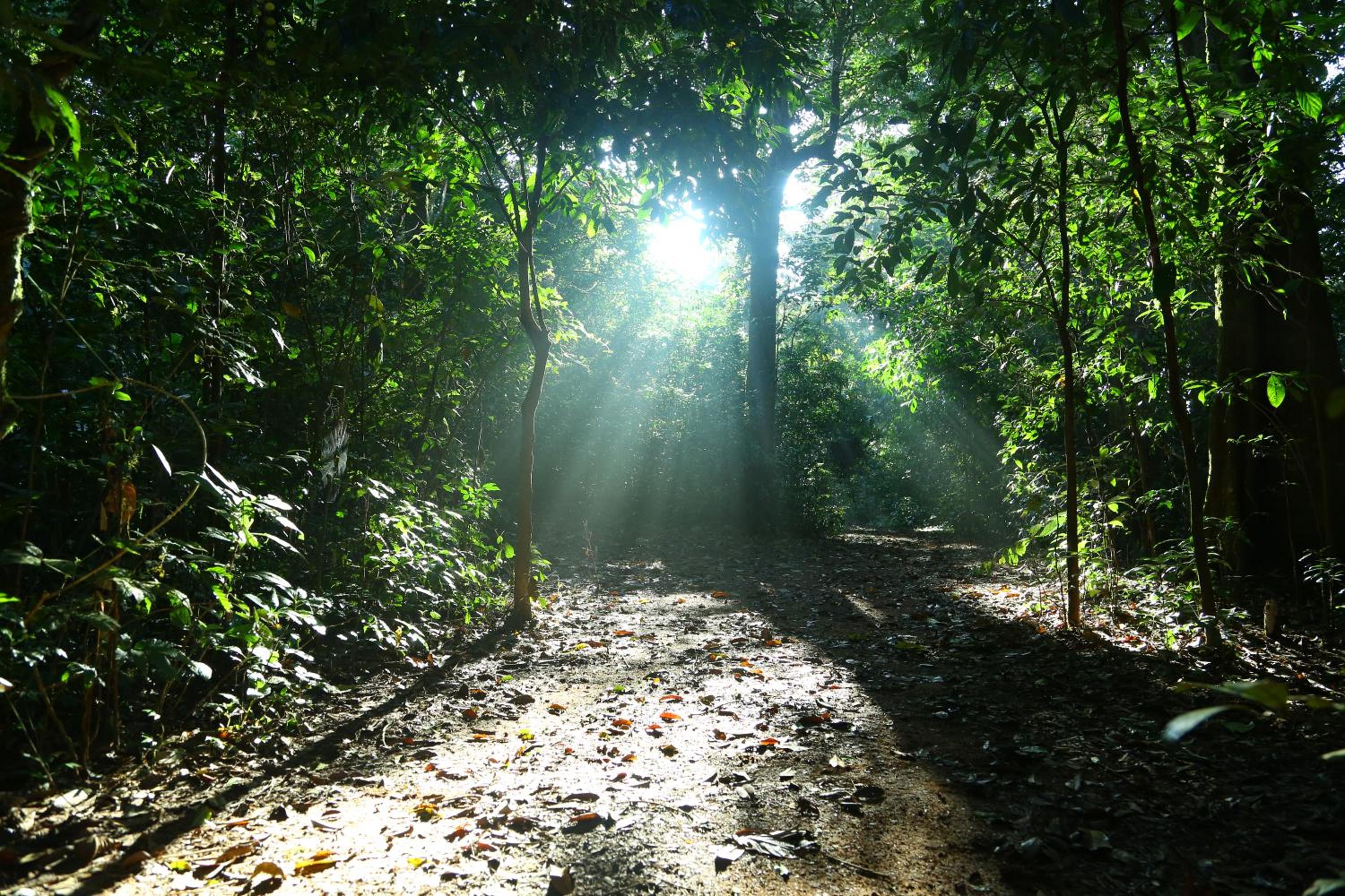 Vagamon Heights