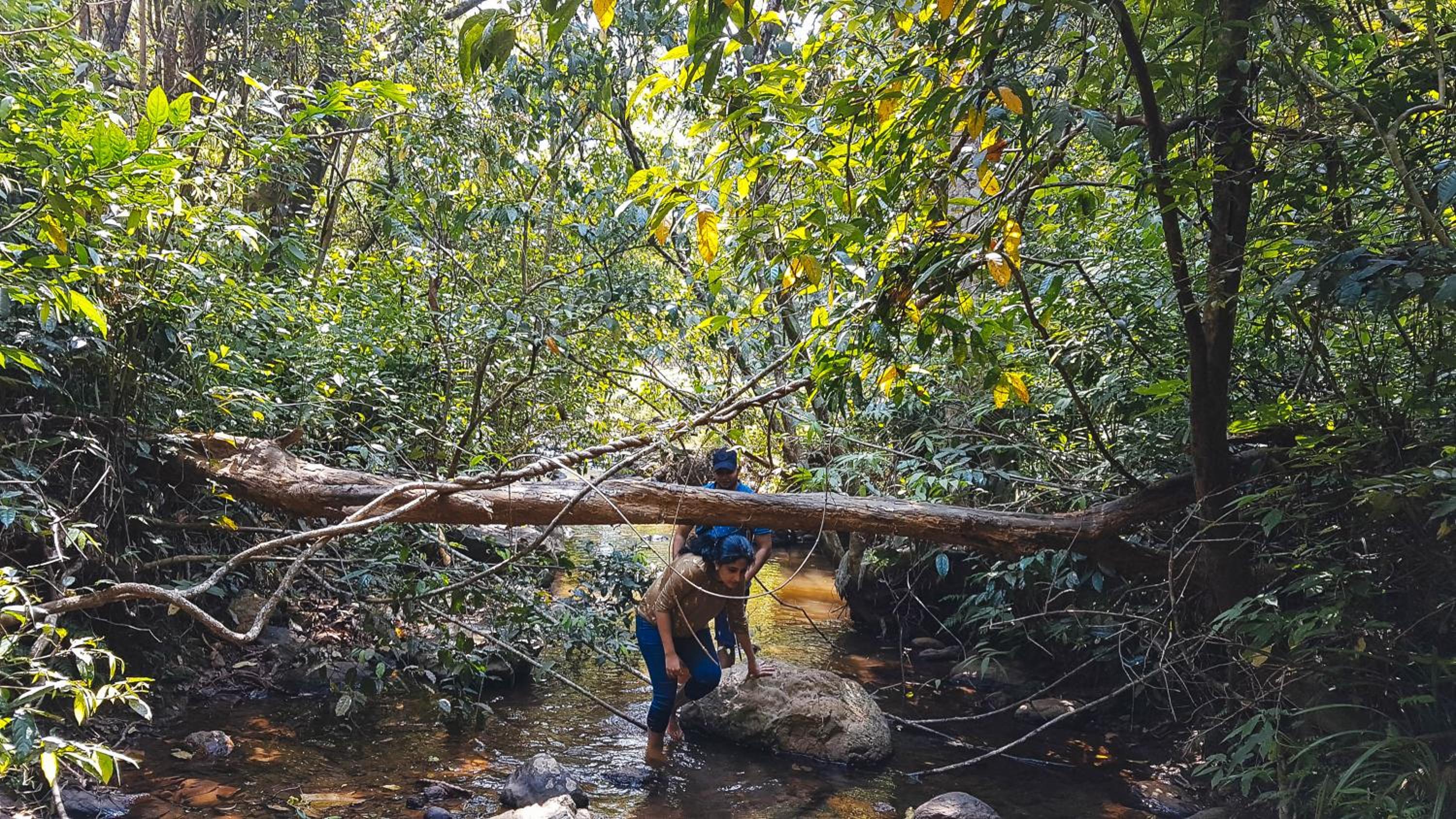 Wayanad Wild - A CGH Earth Experience