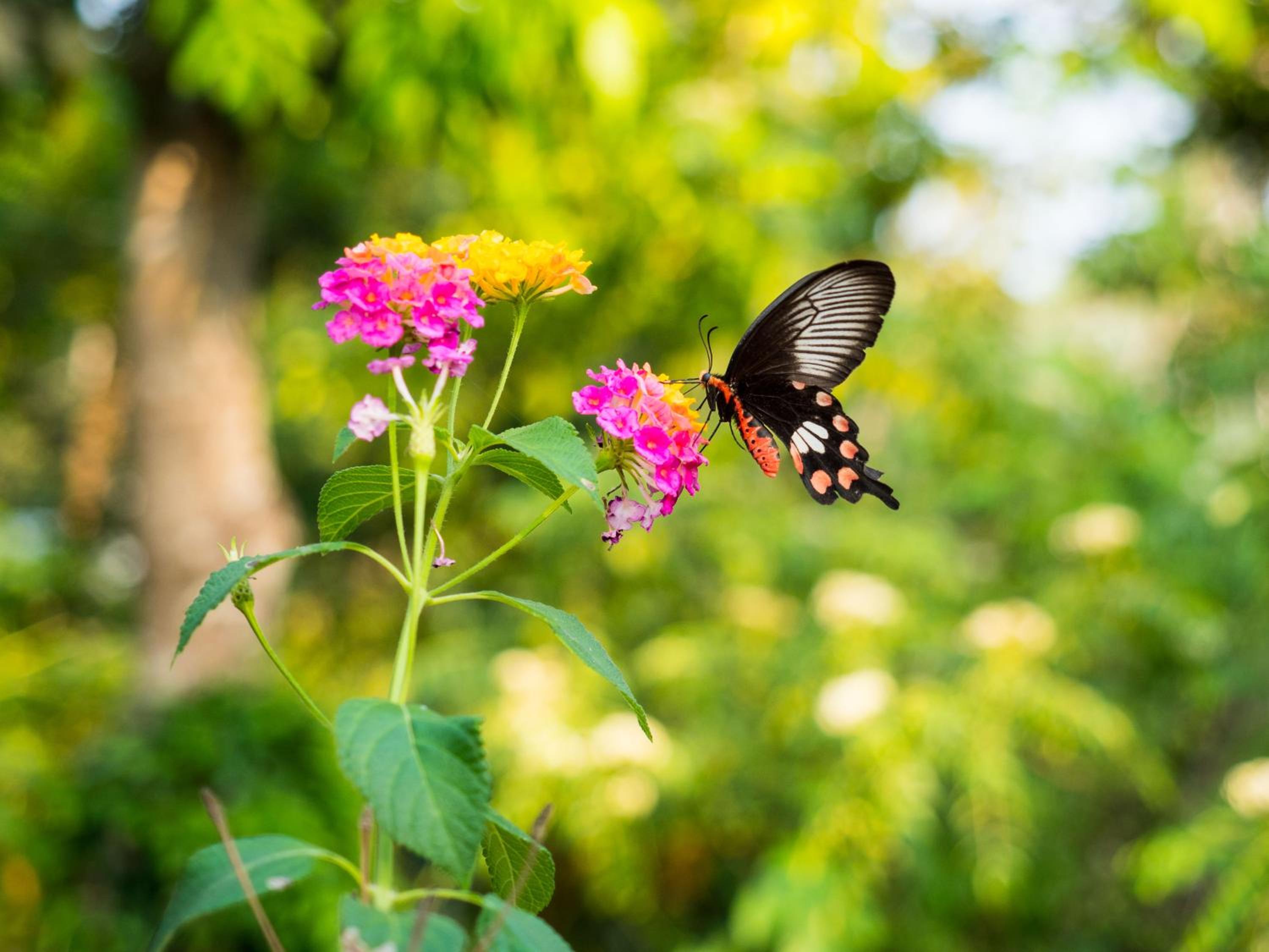 Marari Beach Resort Alleppey – A CGH Earth Experience Marari Beach Resort Alleppey – A CGH Earth Experience