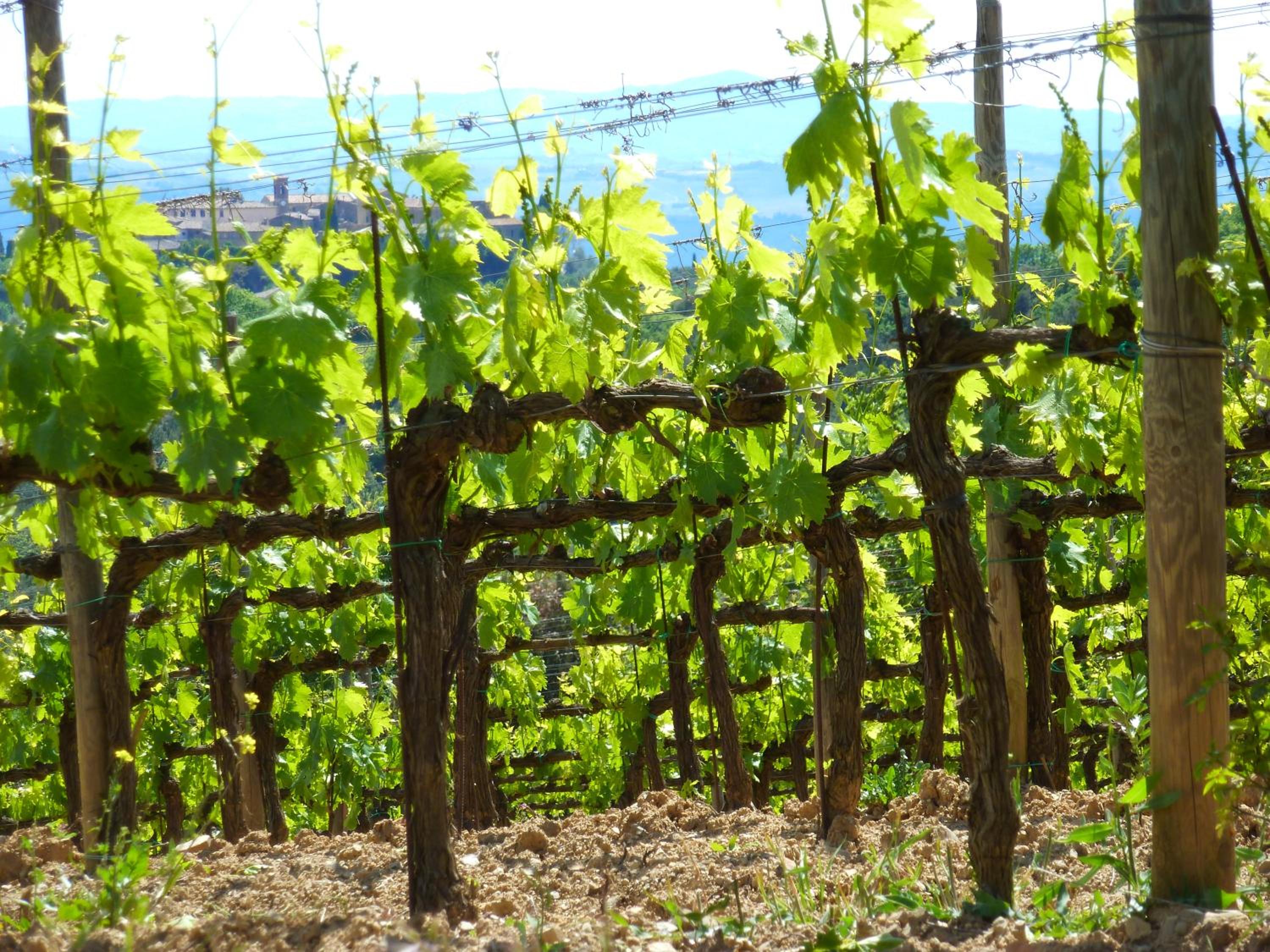 Castel Brunello