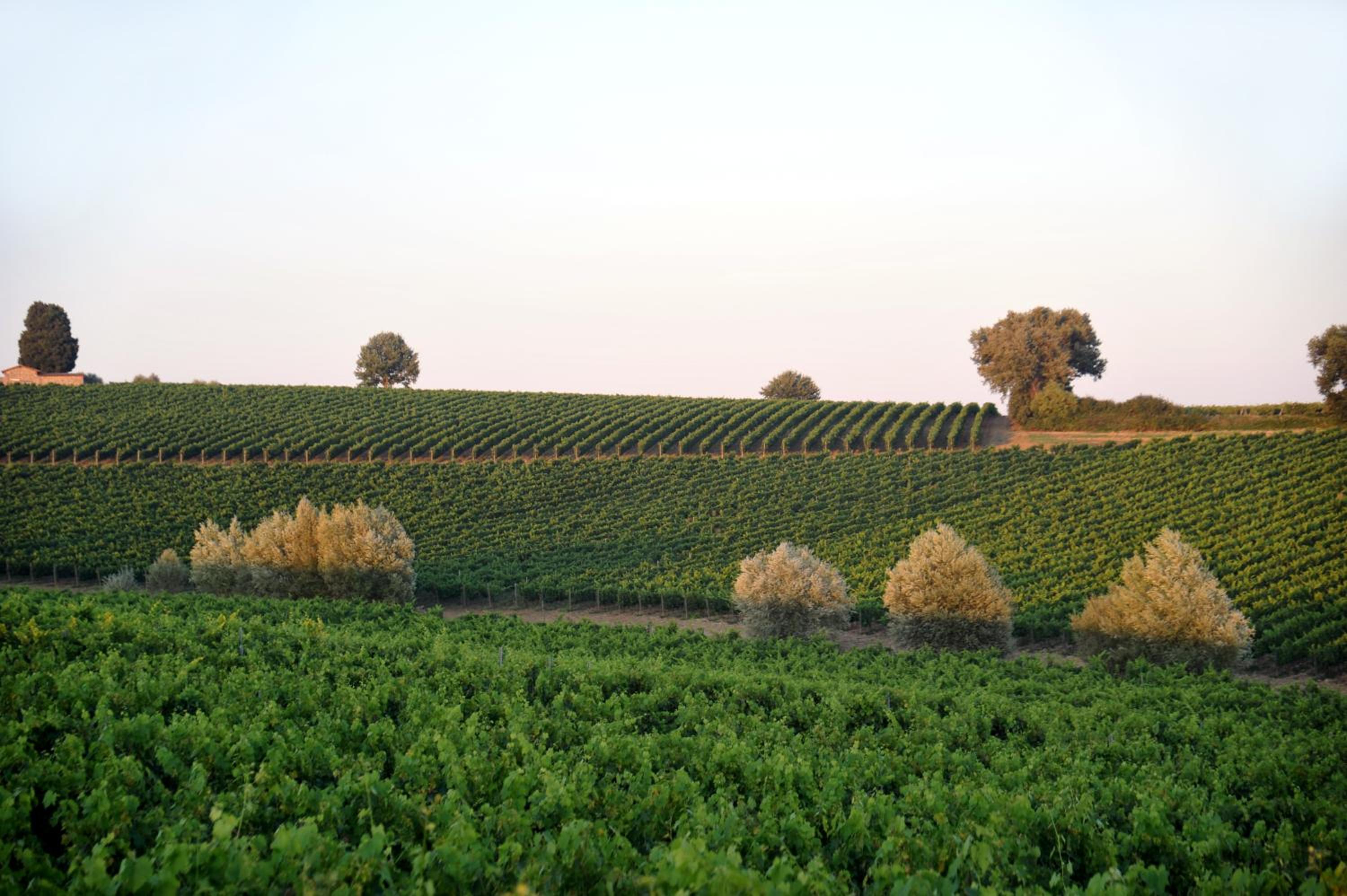 Fattoria Lornano Winery